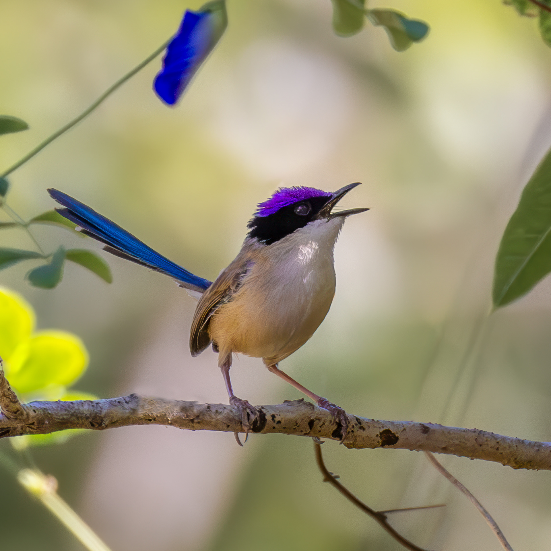 Purple-crowned Fairy-wren