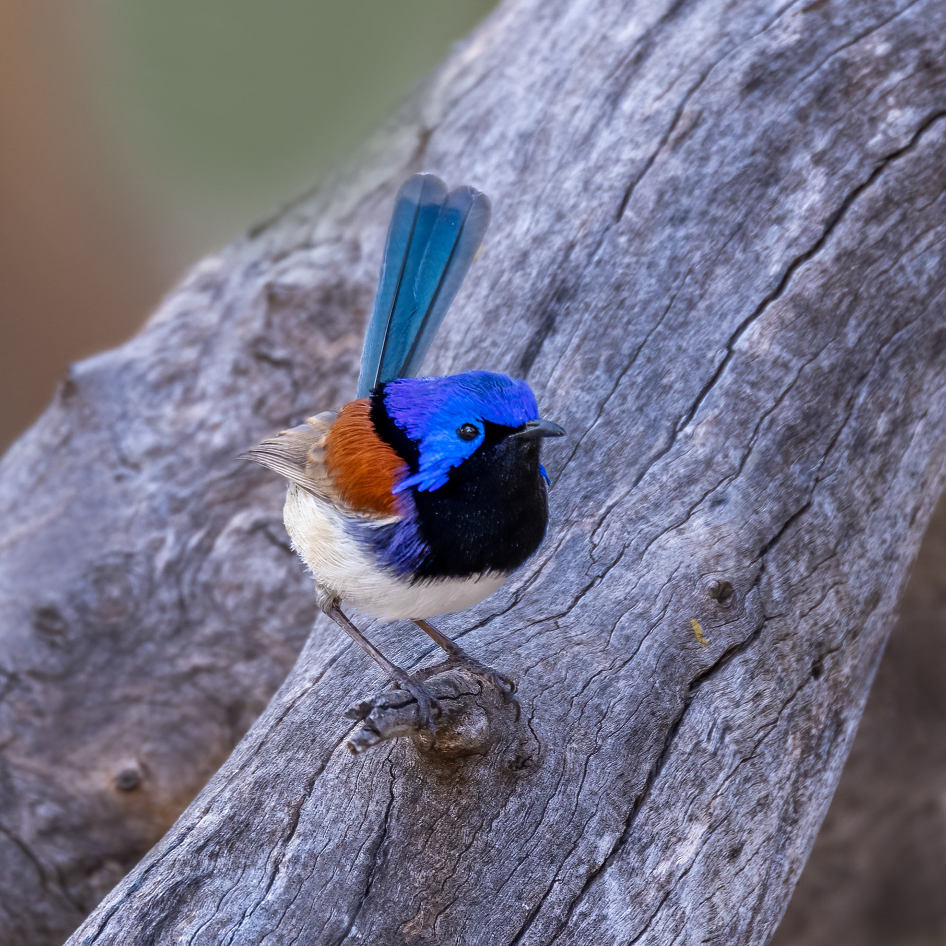 Purple-backed Fairy-wren