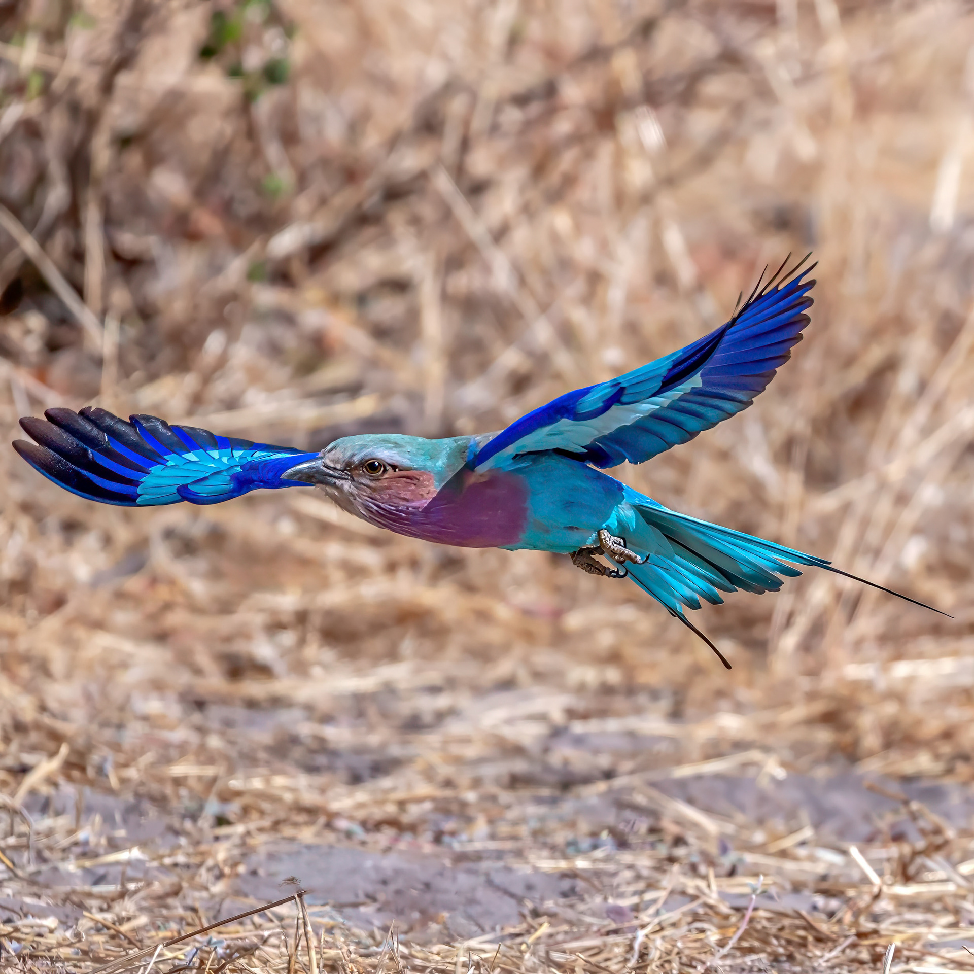 Lilac-breasted Roller