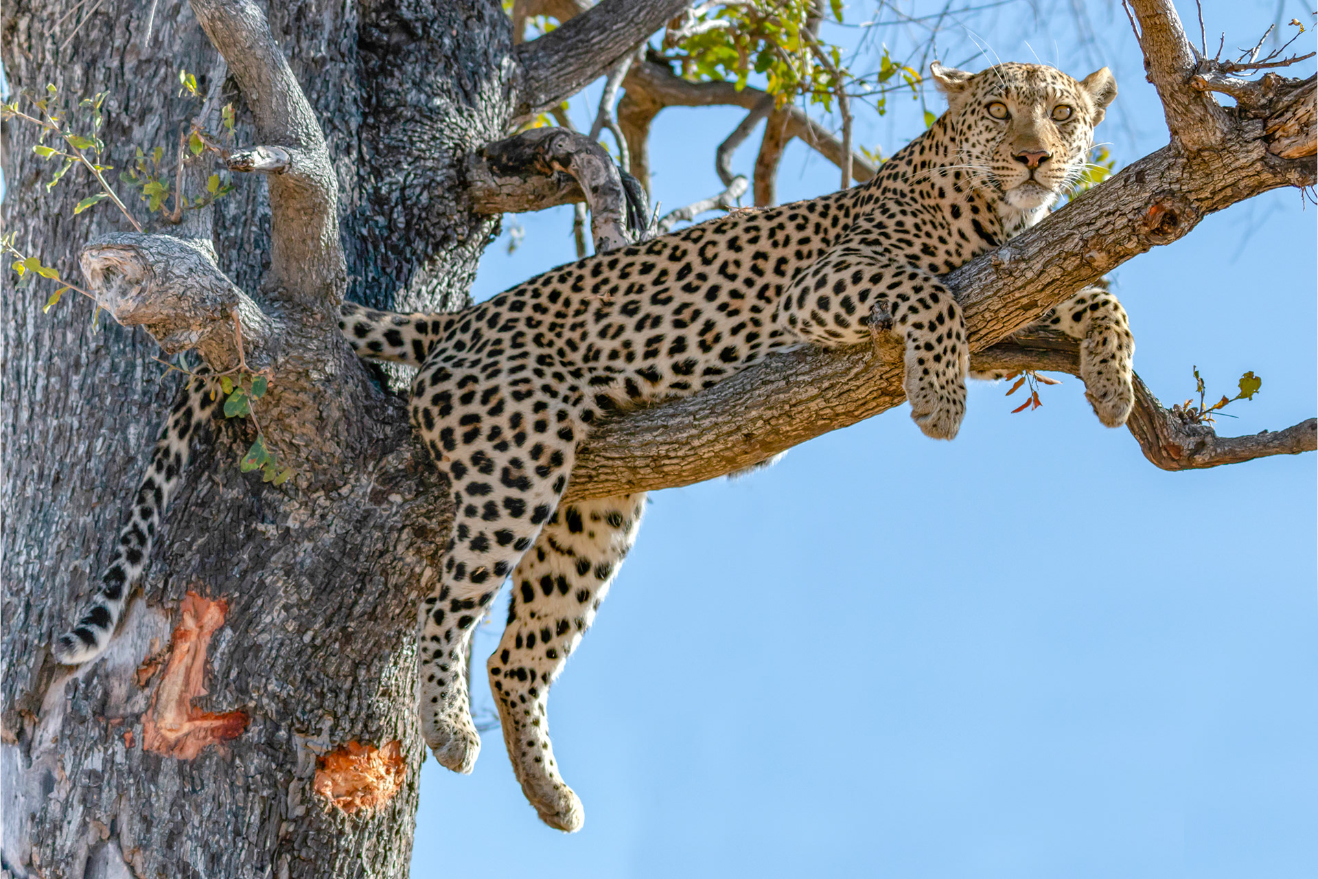 Leopard