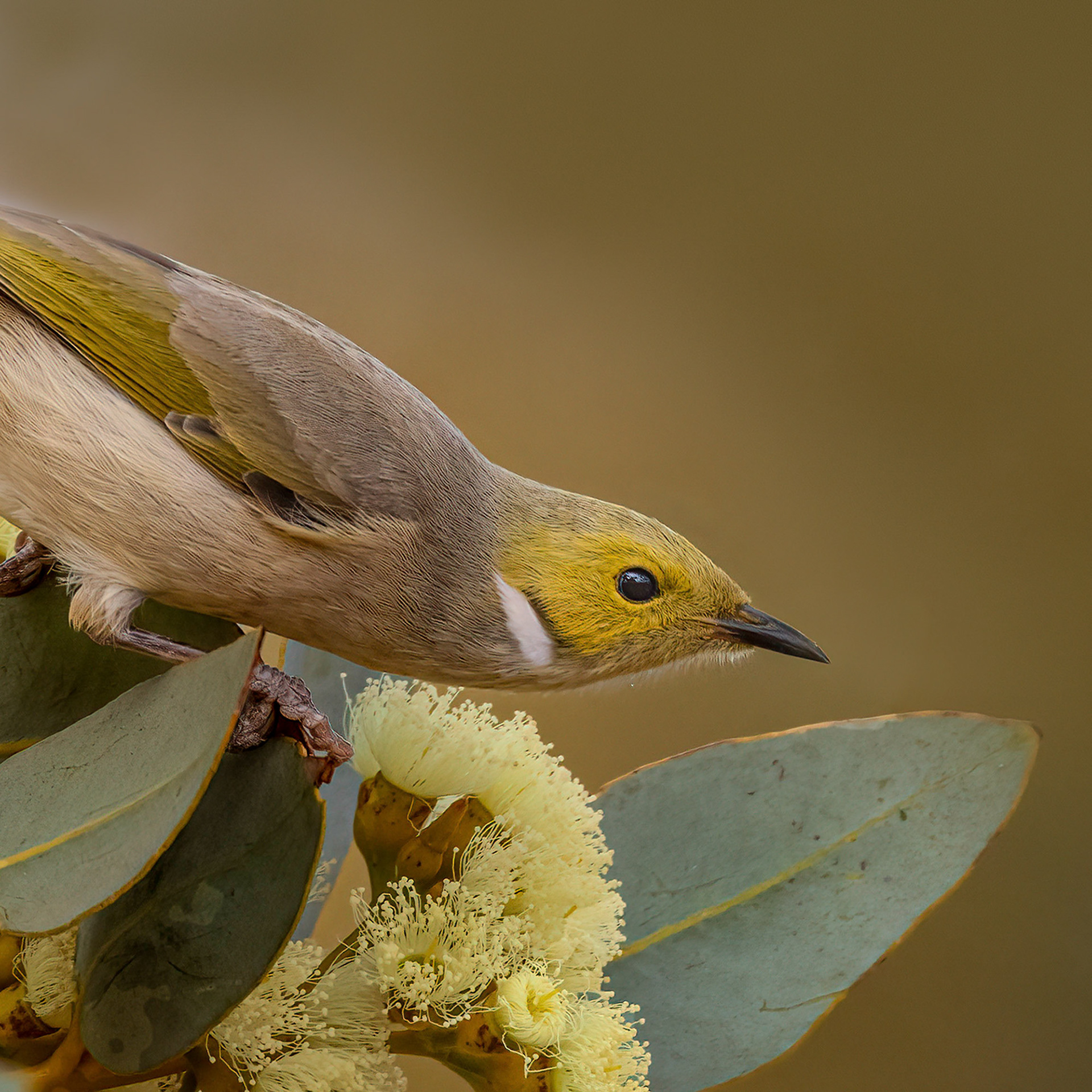 White-plumed Honeyeater