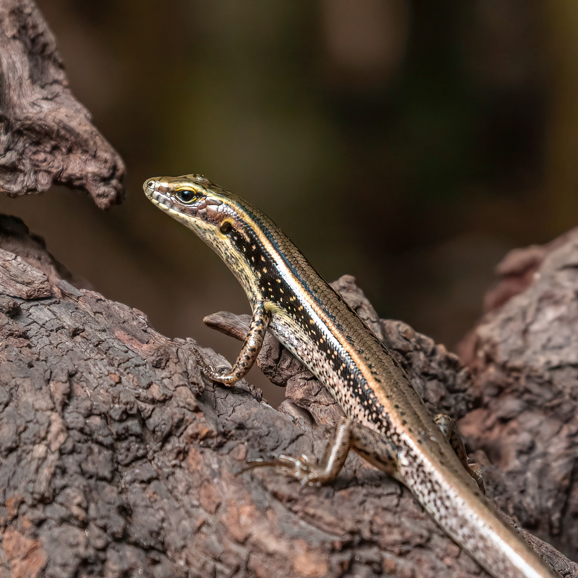 Eastern Water Skink