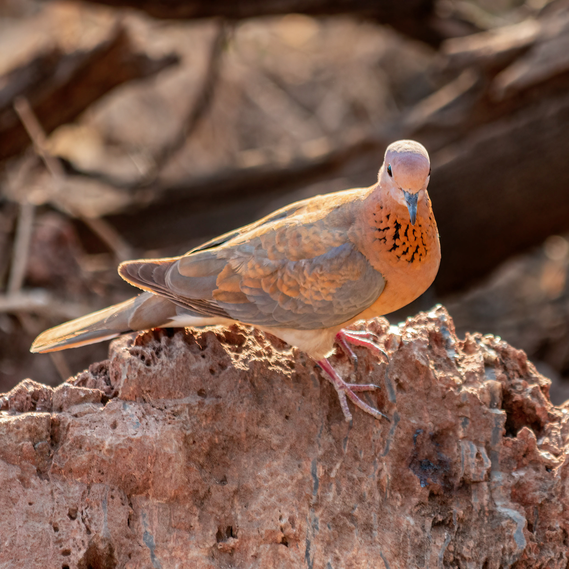 Laughing Dove