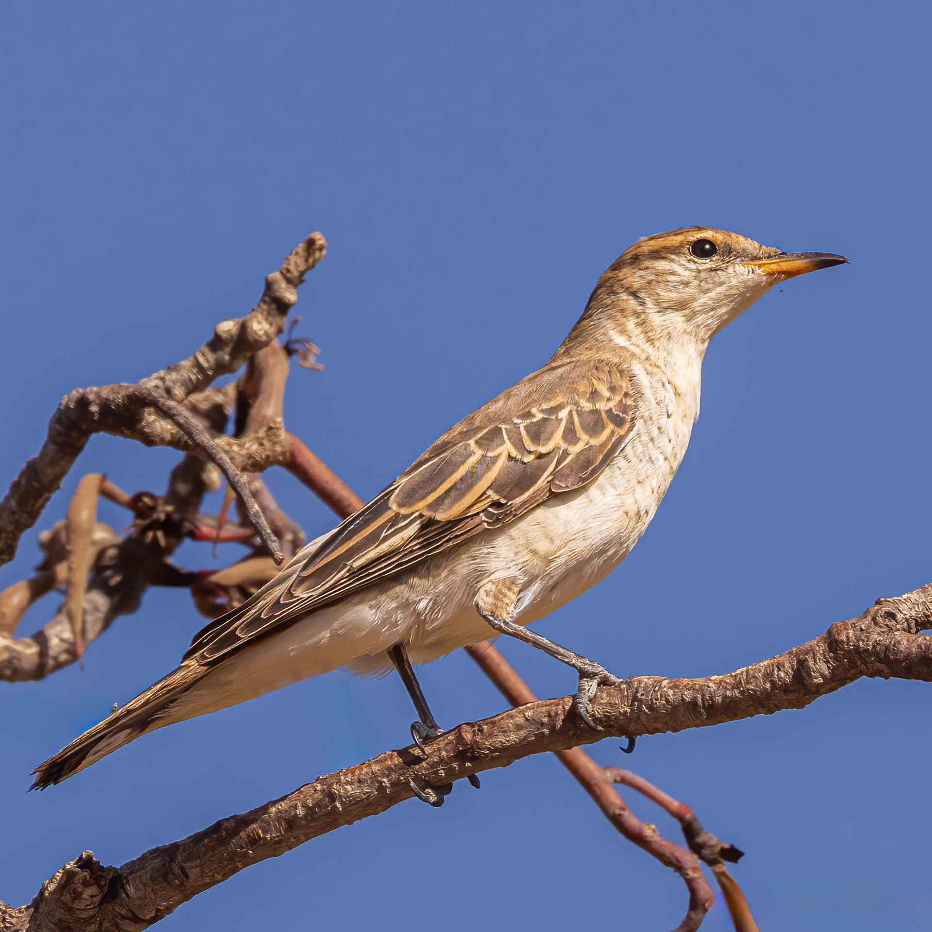 White-winged Triller