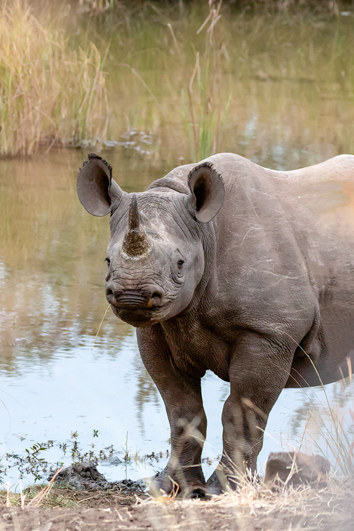 Black Rhinoceros