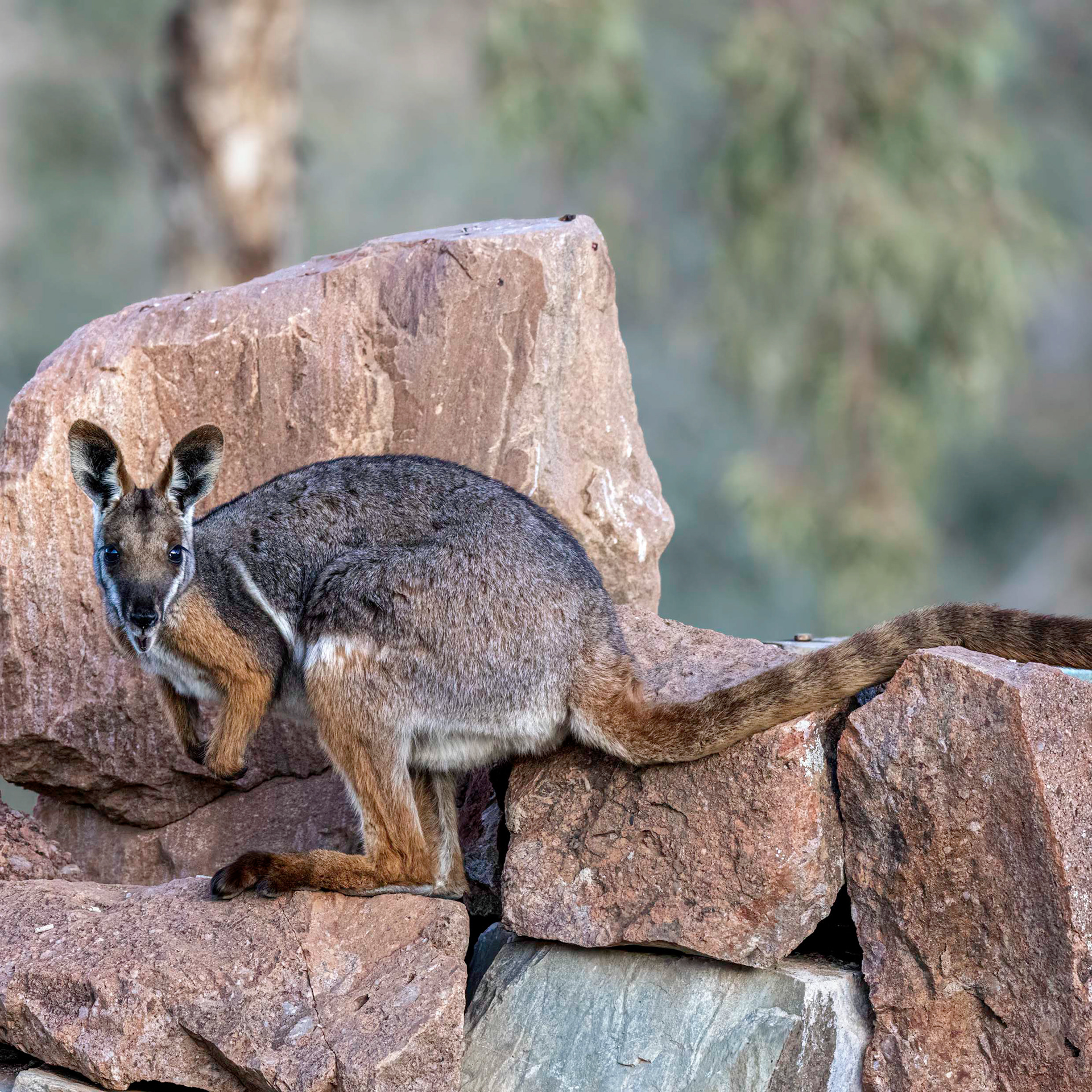 Yellow-footed Rock-wallaby