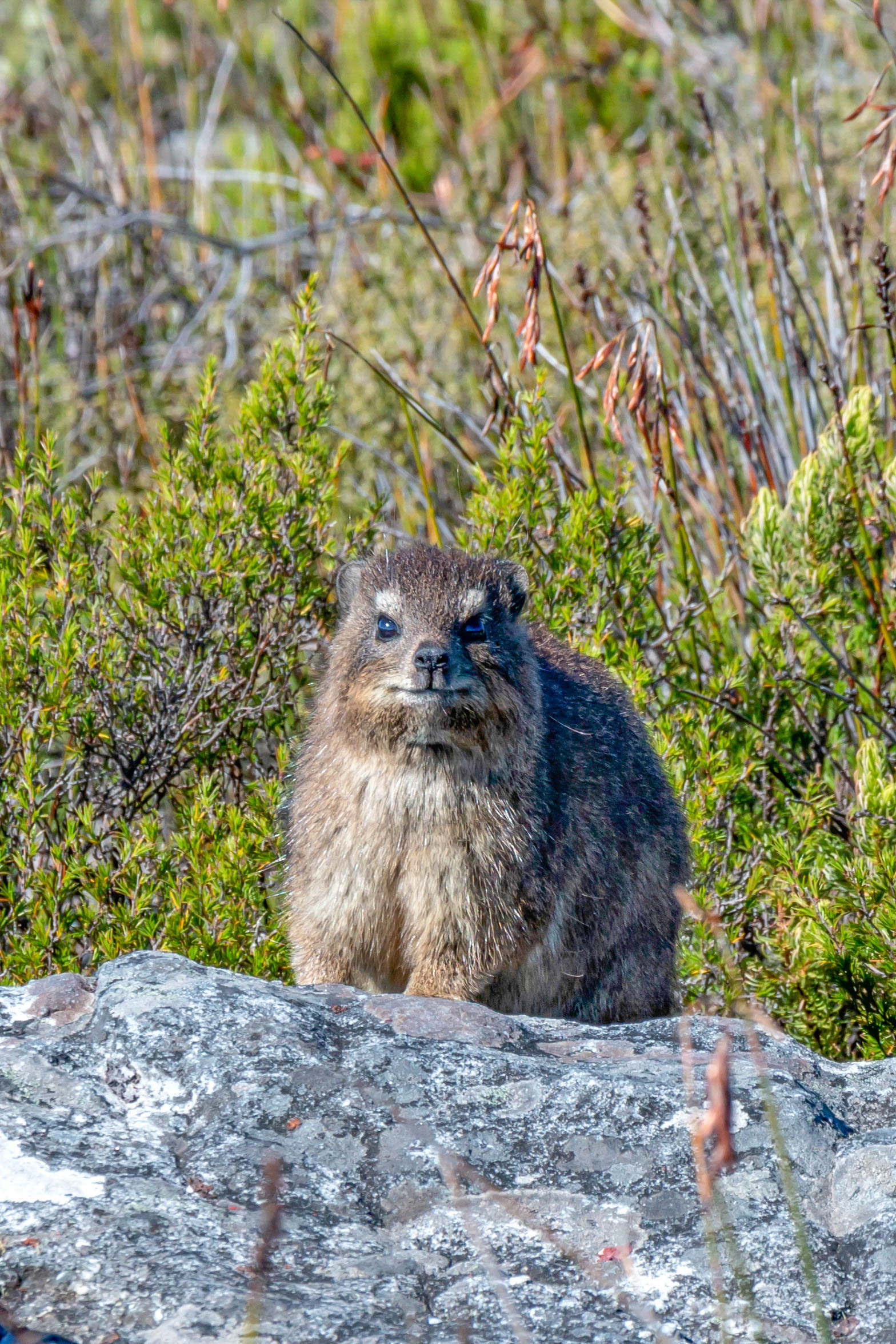 Dassie