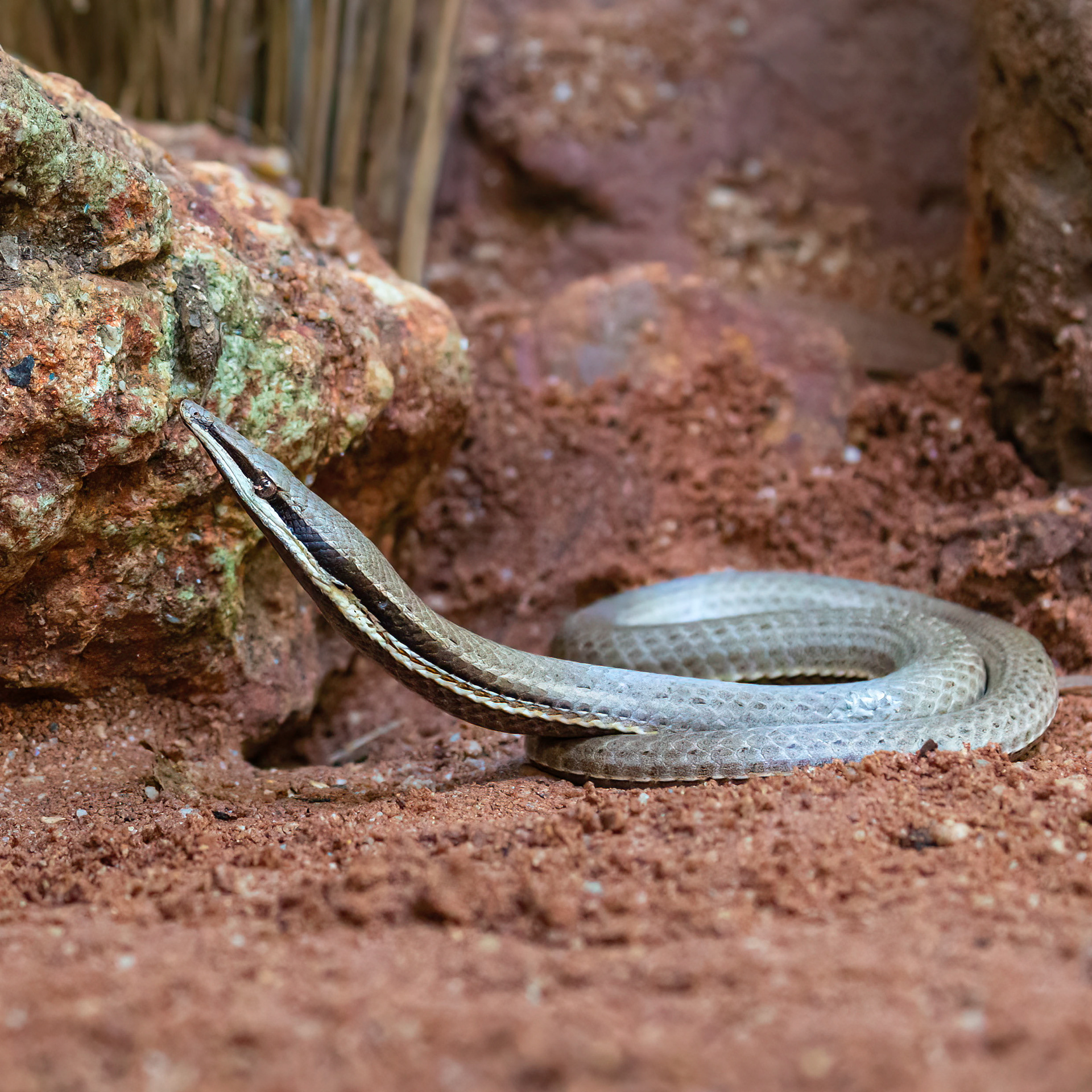 Burton's Legless Lizard
