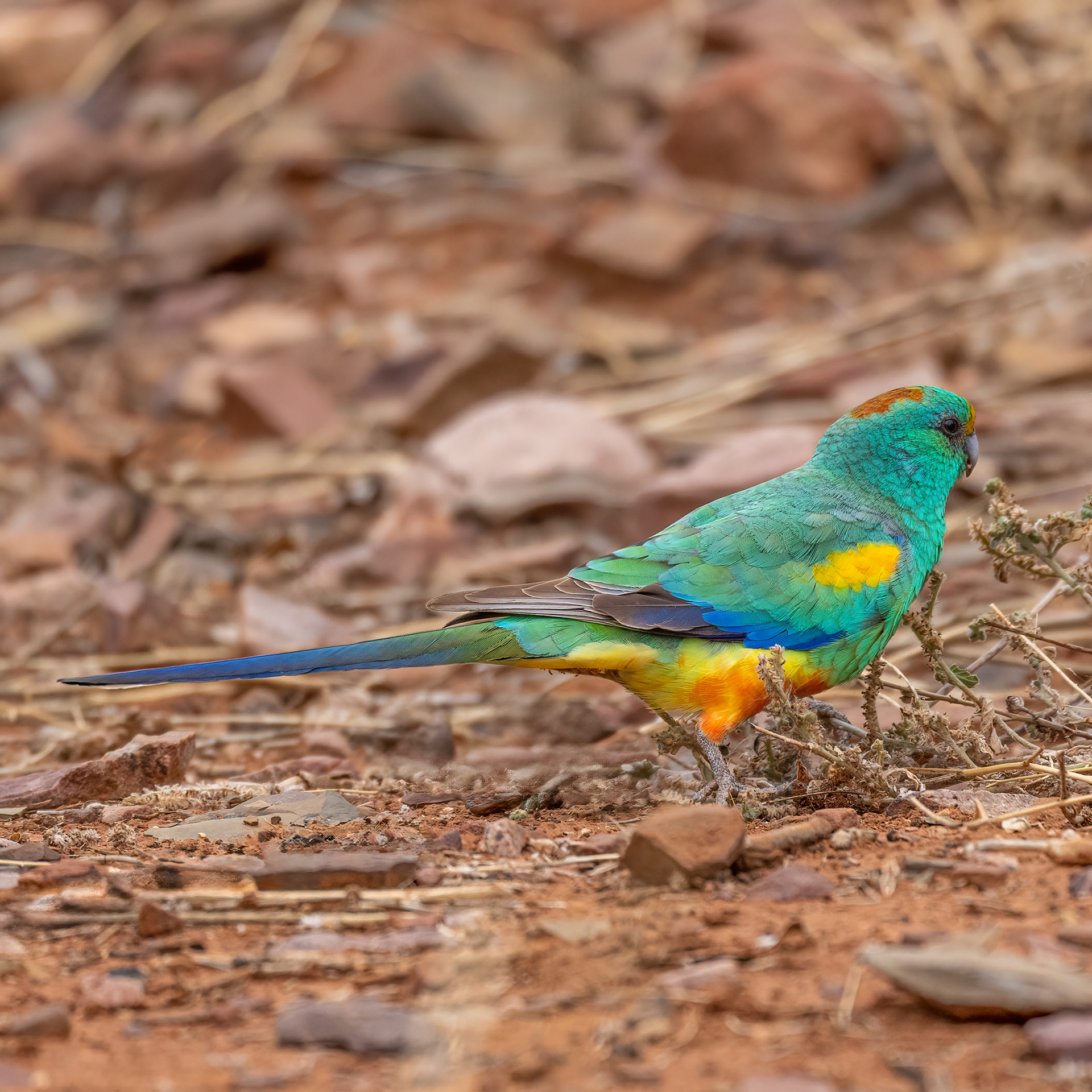 Mulga Parrot