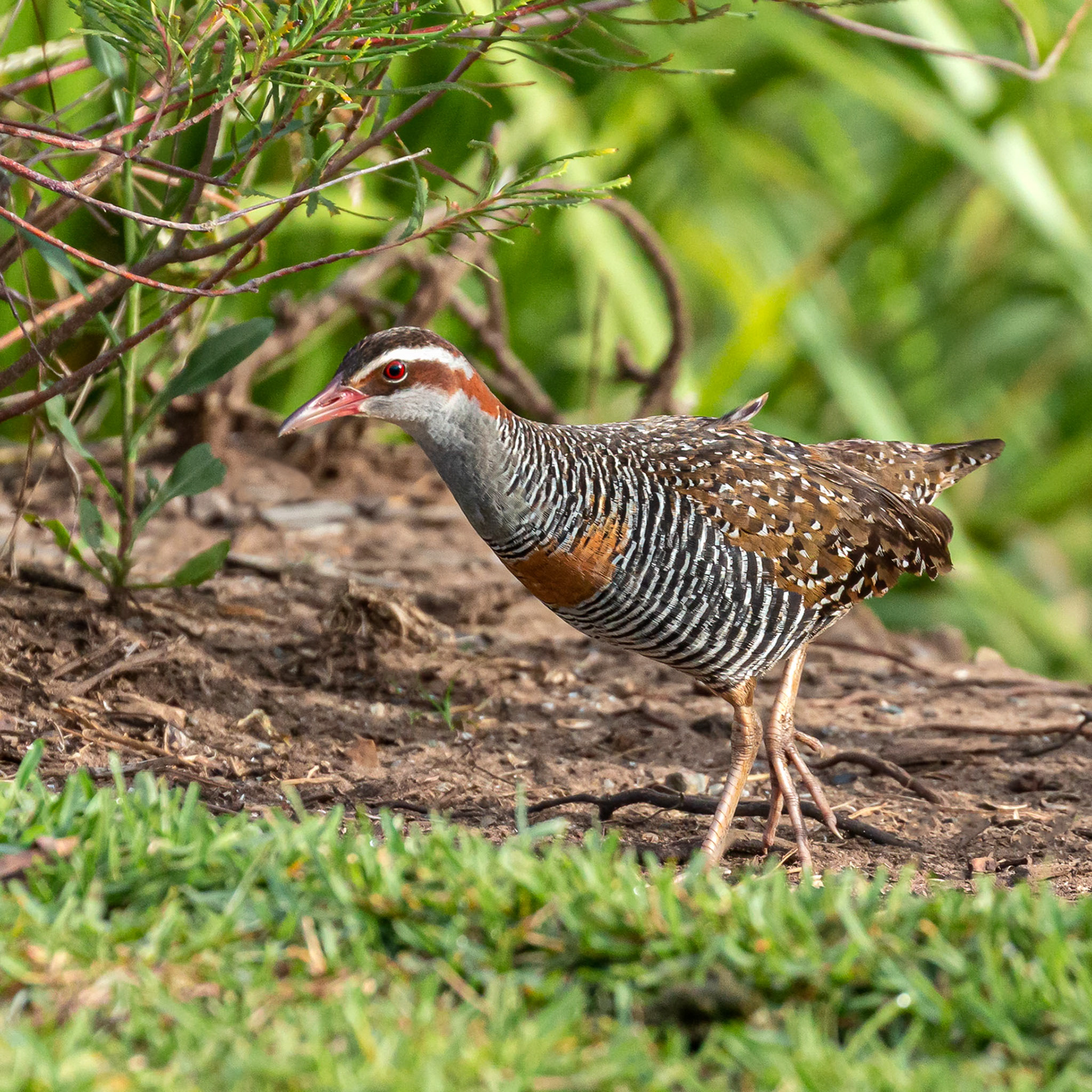 Buff-banded Rail