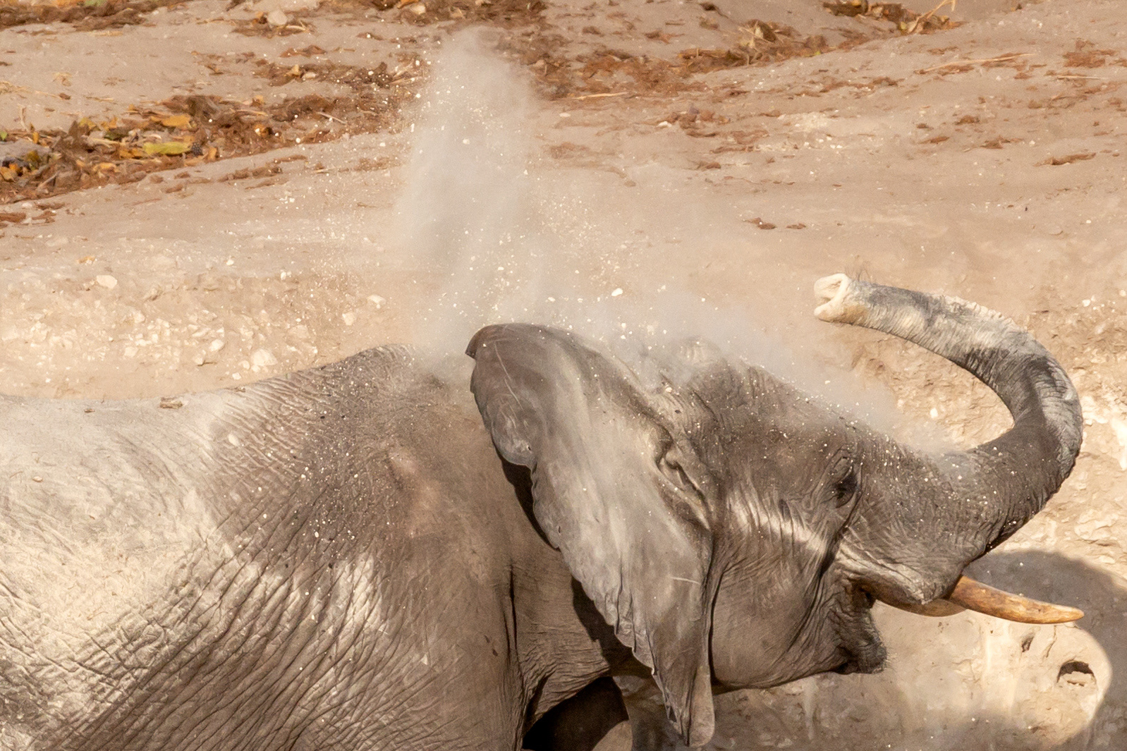 Dust bath