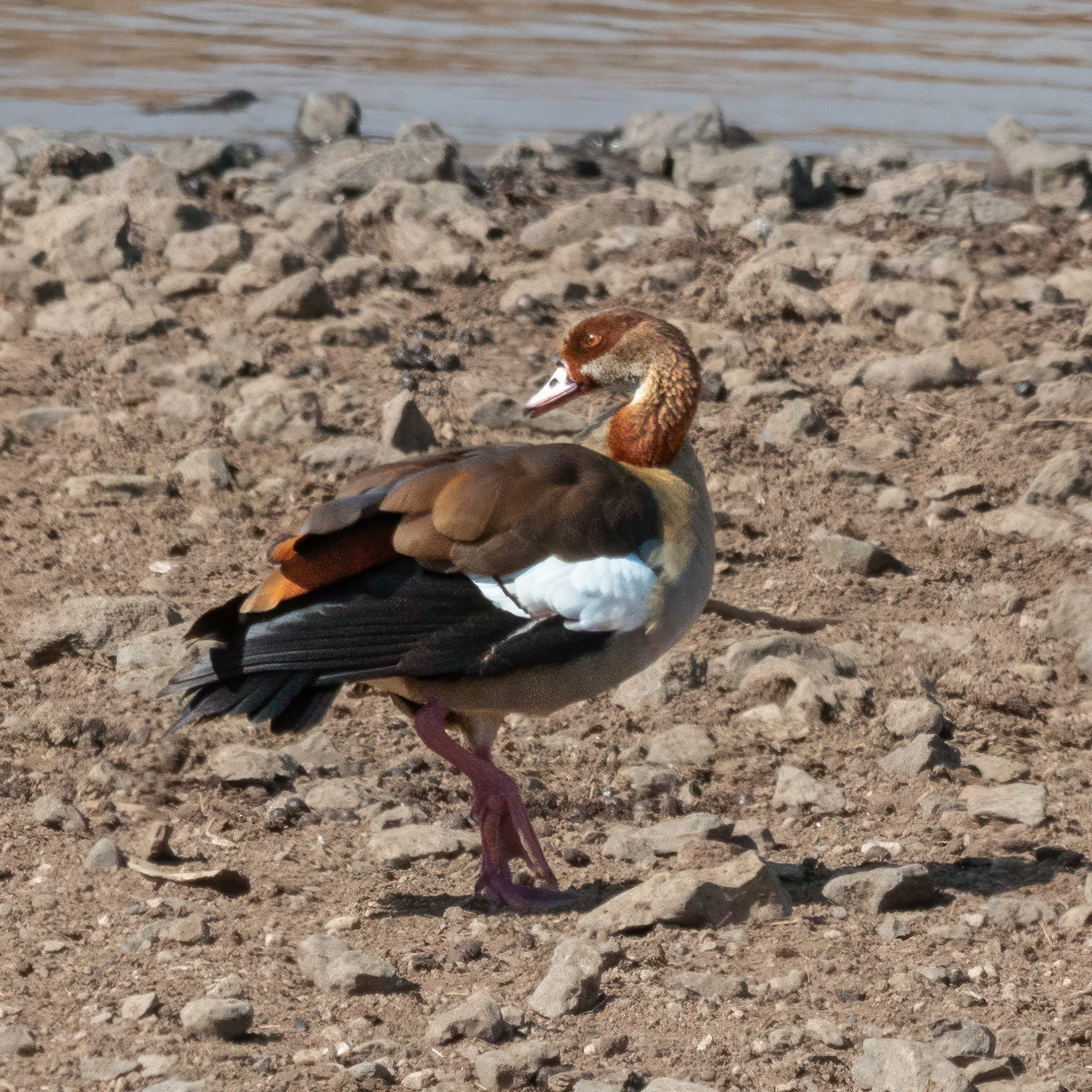 Egyptian Goose -male