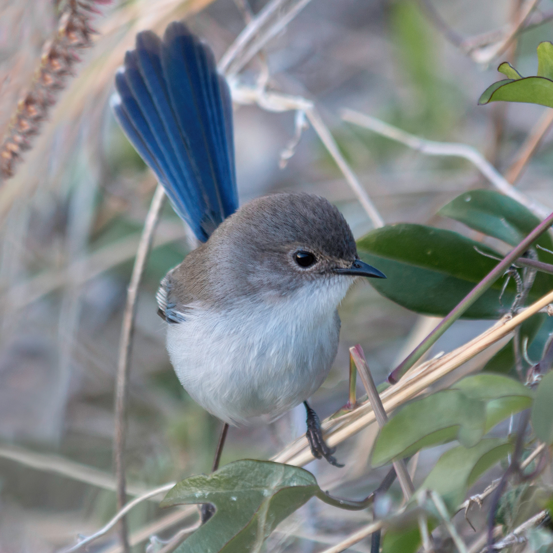 Variegated Fairy-wren