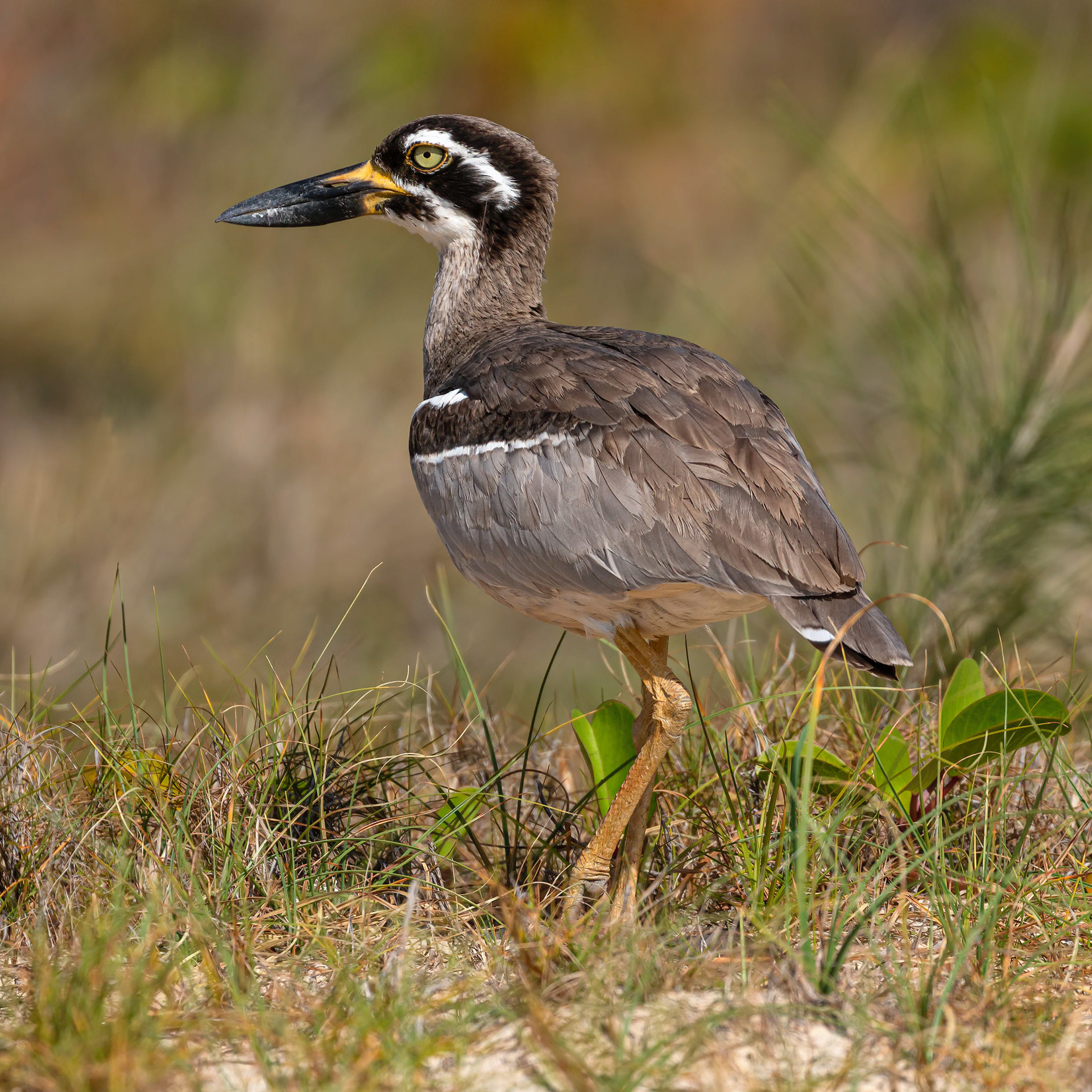 Beach Stone-curlew