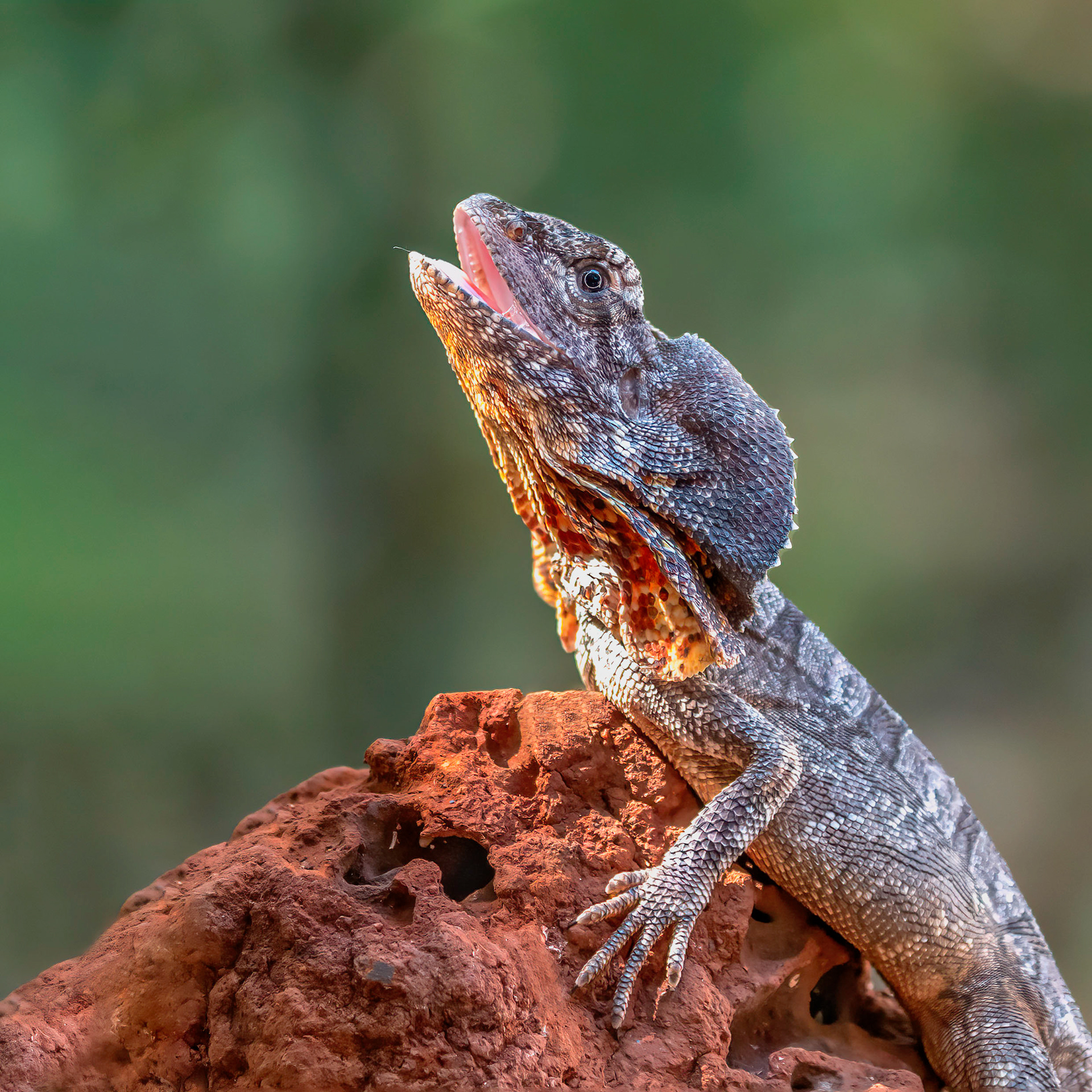 Frilled-neck Lizard