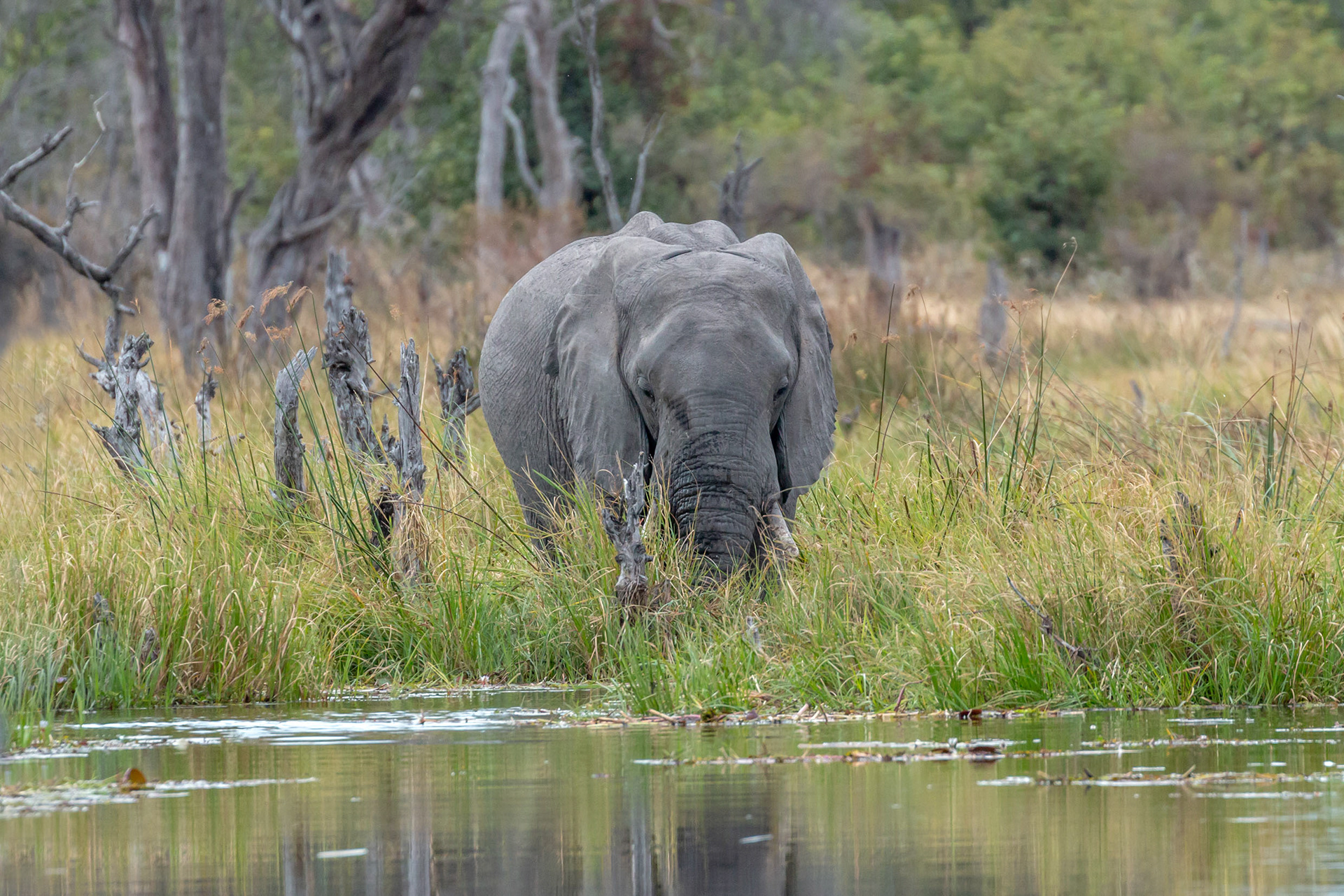 At the waterhole