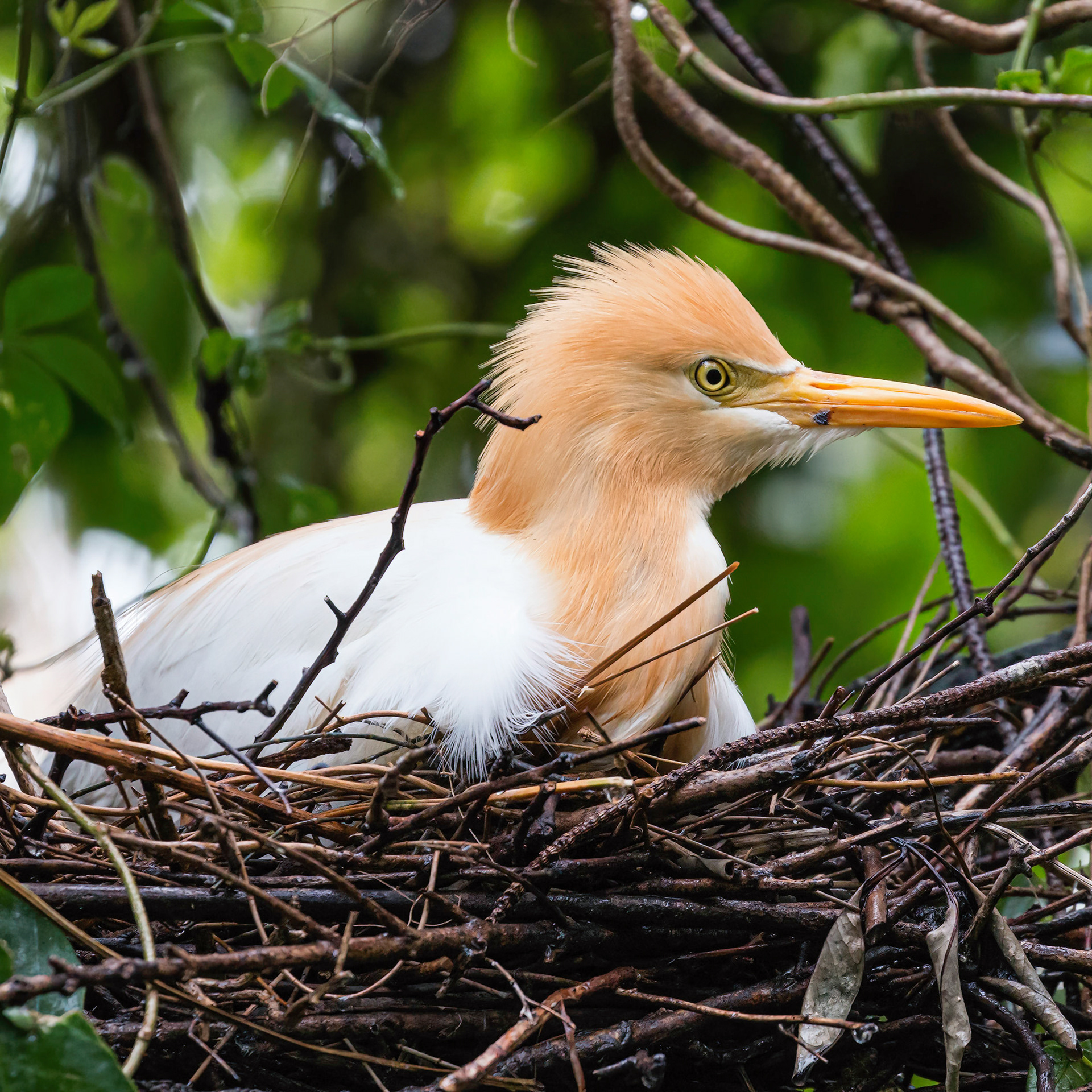 Cattle Egret