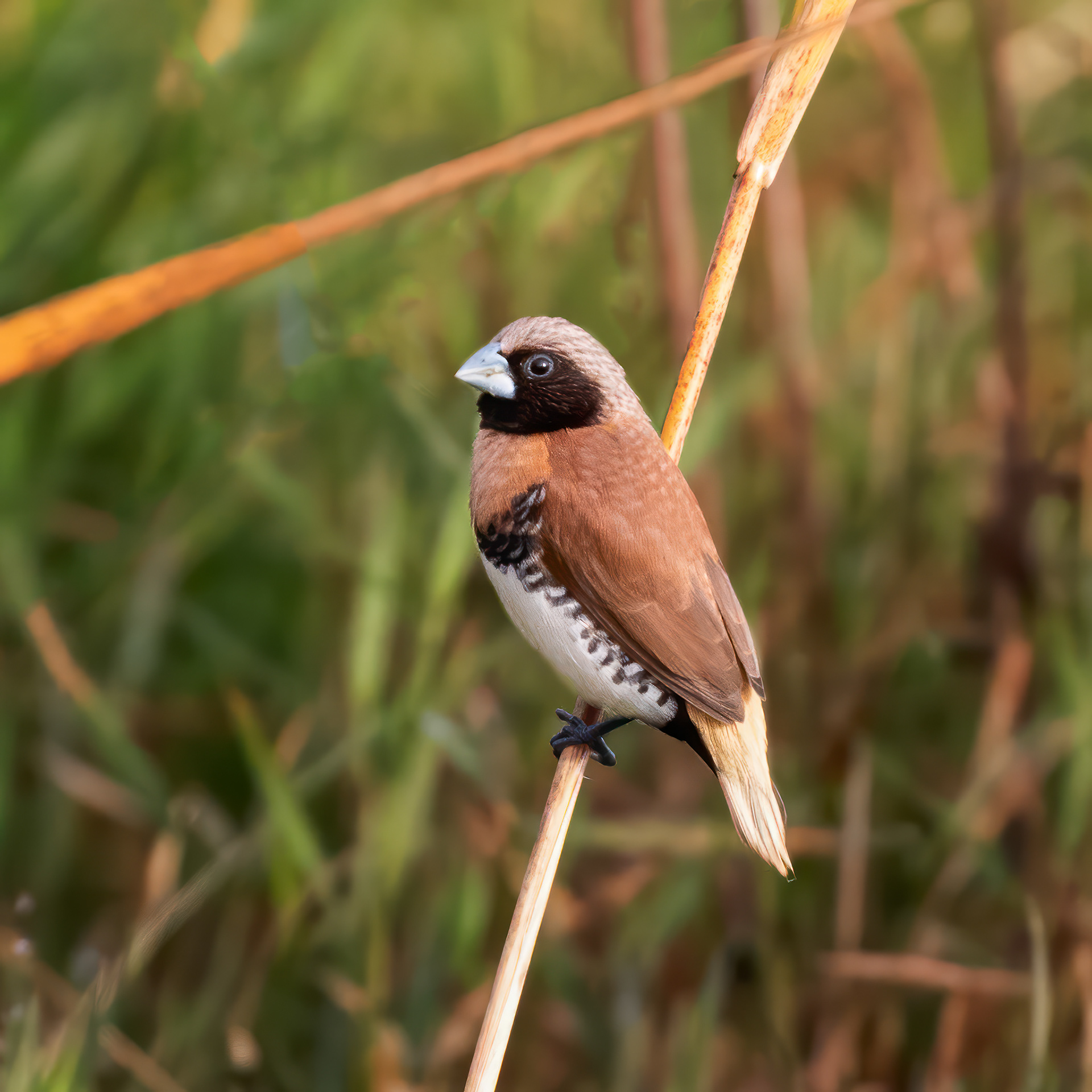 Chestnut-breasted Mannikin