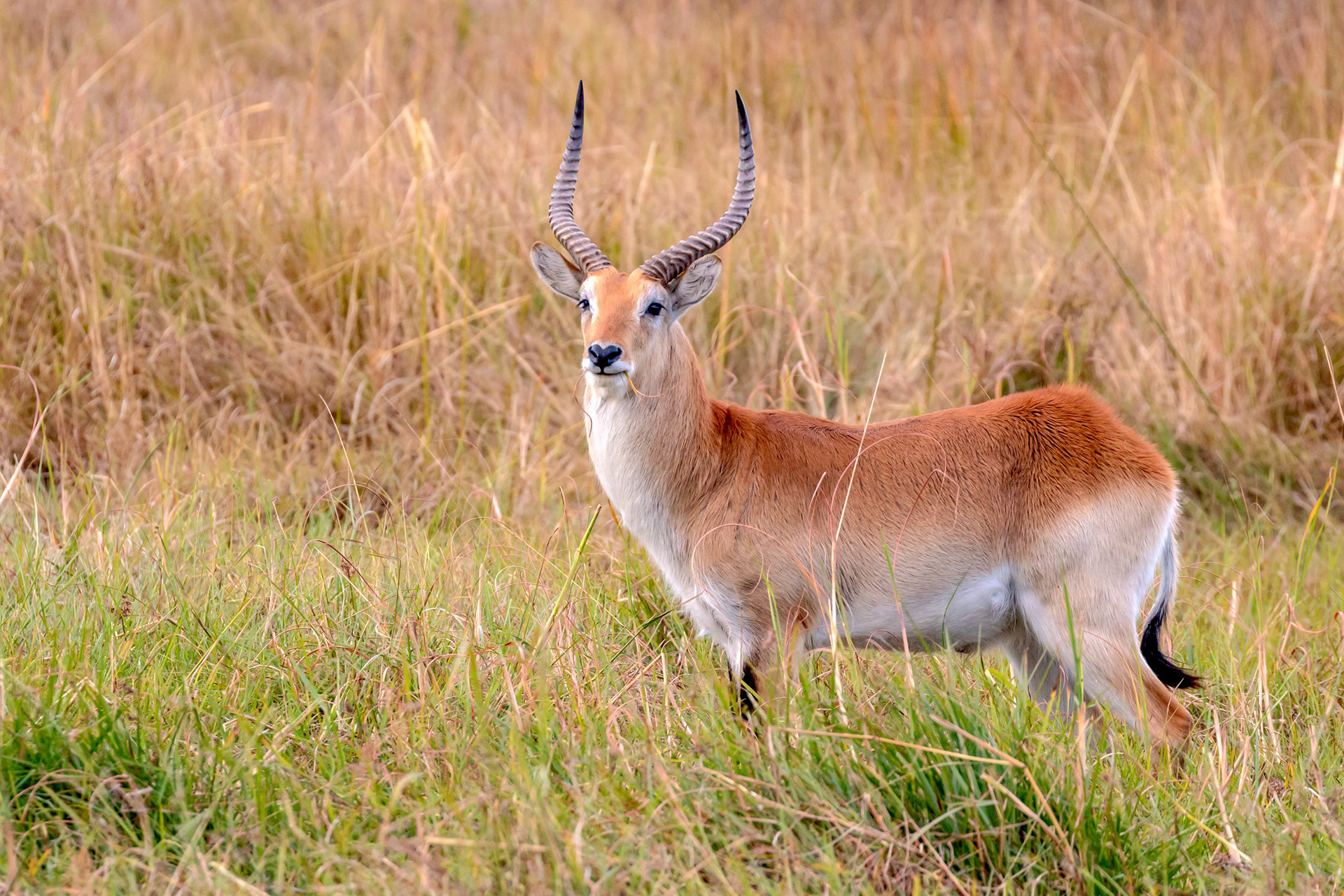 Red Lechwe