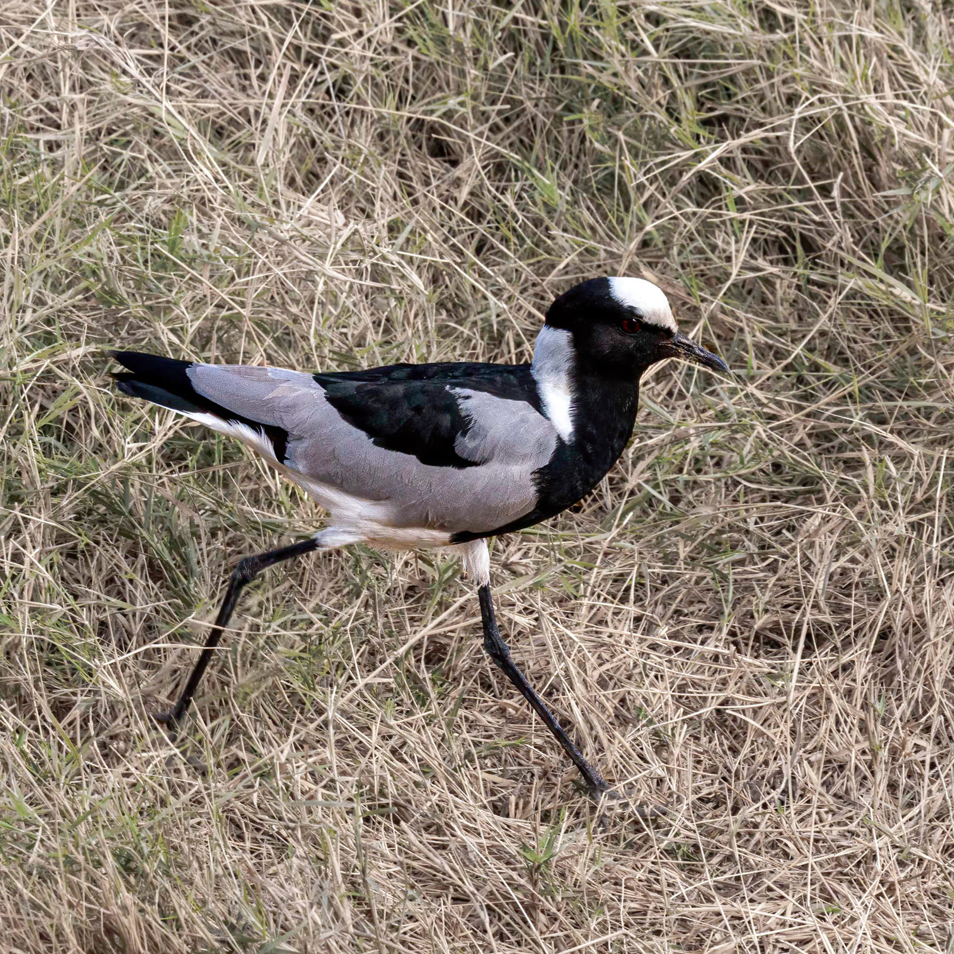 Blacksmith Lapwing 