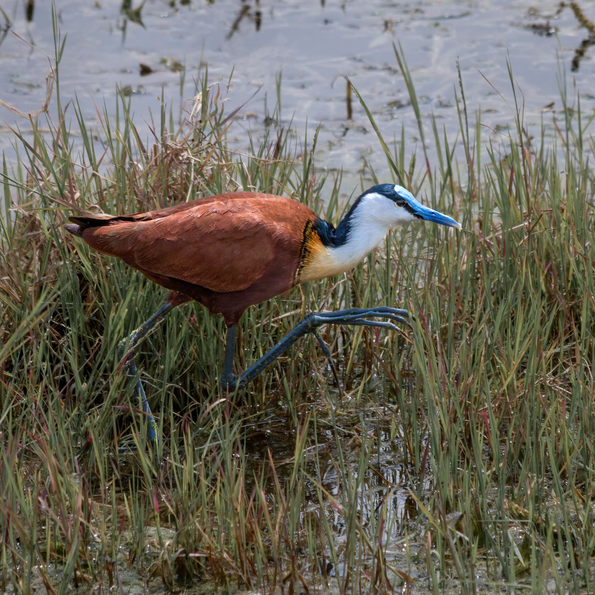 African Jacana 