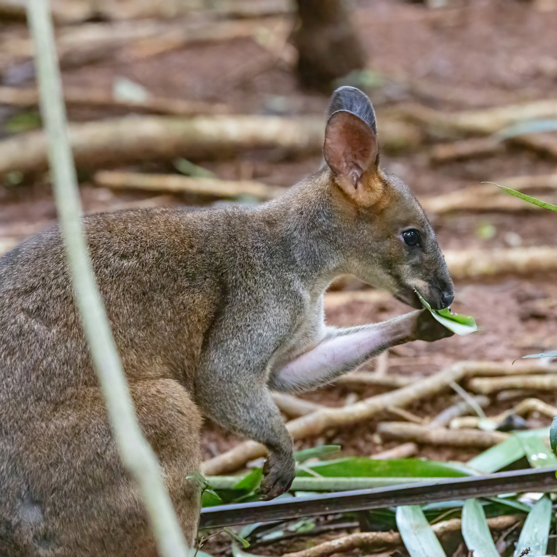 Pademelon