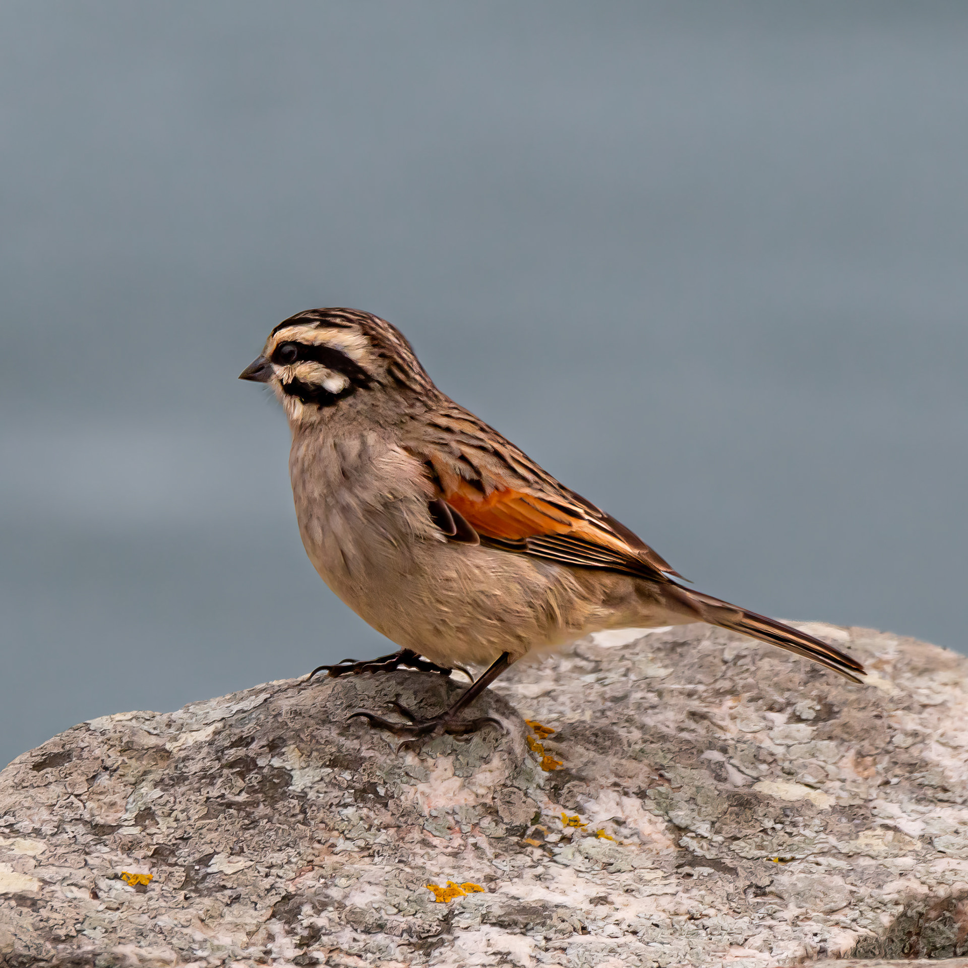 Cape Bunting 