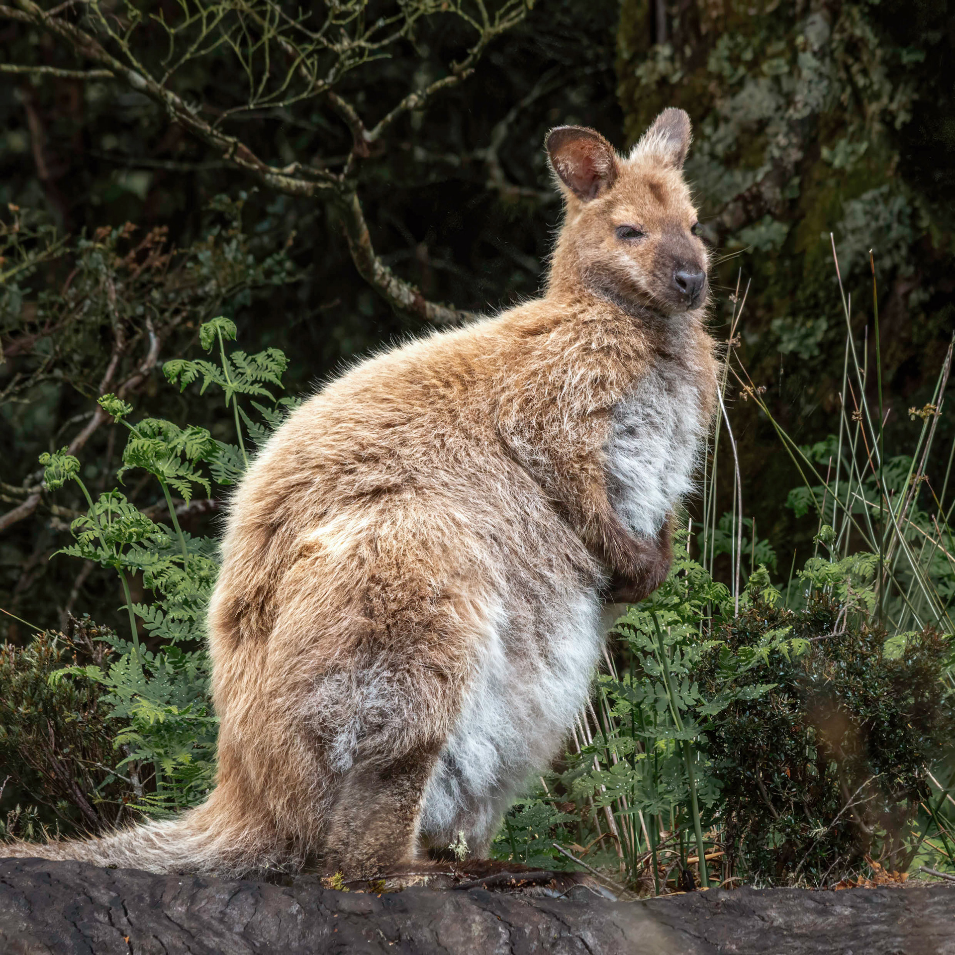 Bennett's Wallaby