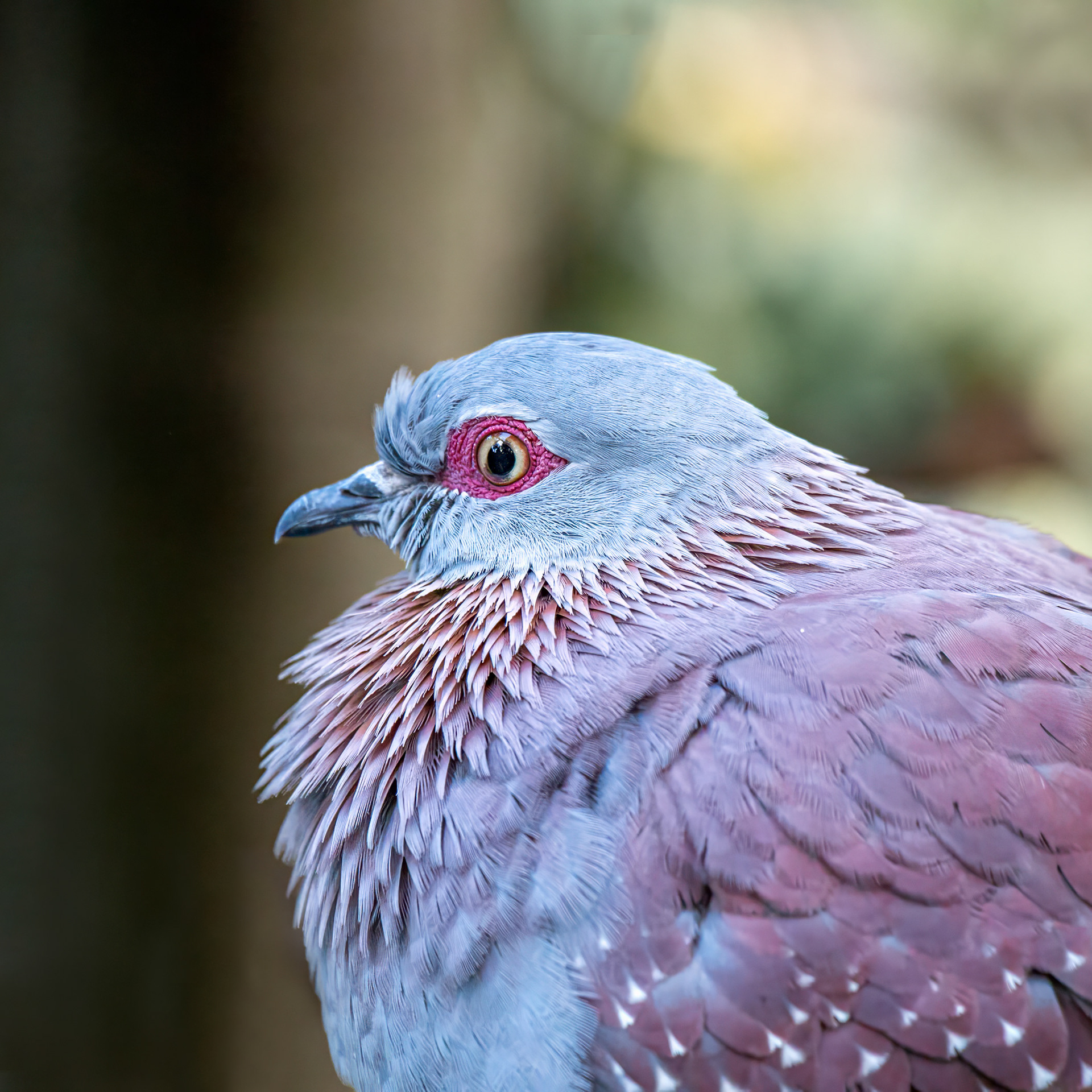 Speckled Pigeon