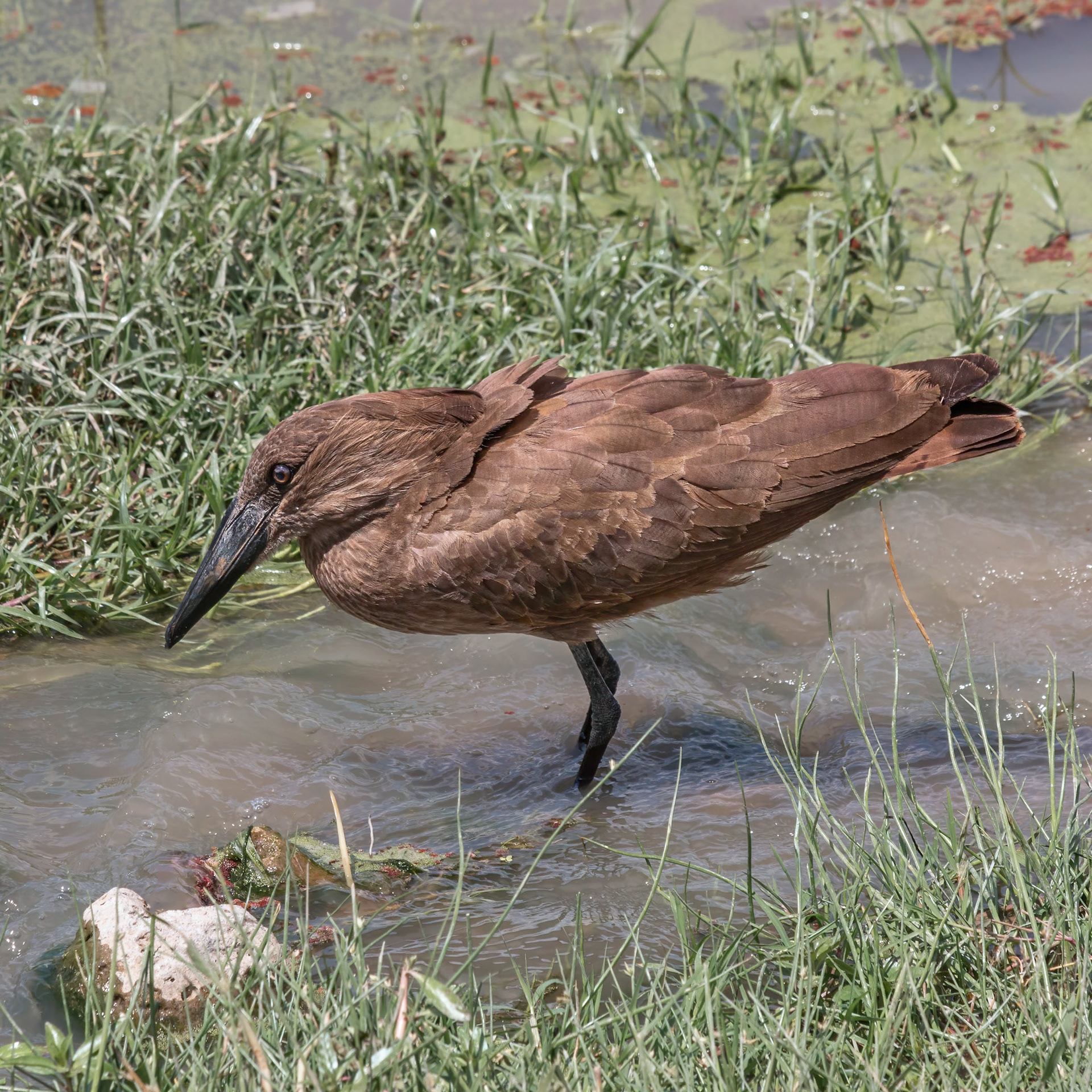 Hamerkop 
