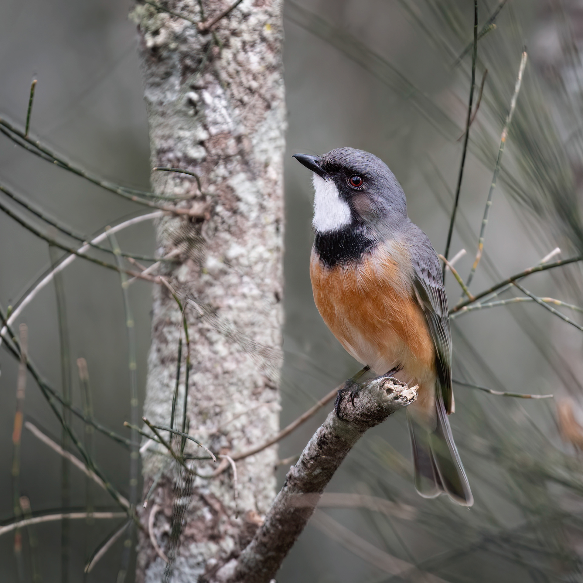 Rufous Whistler (male)