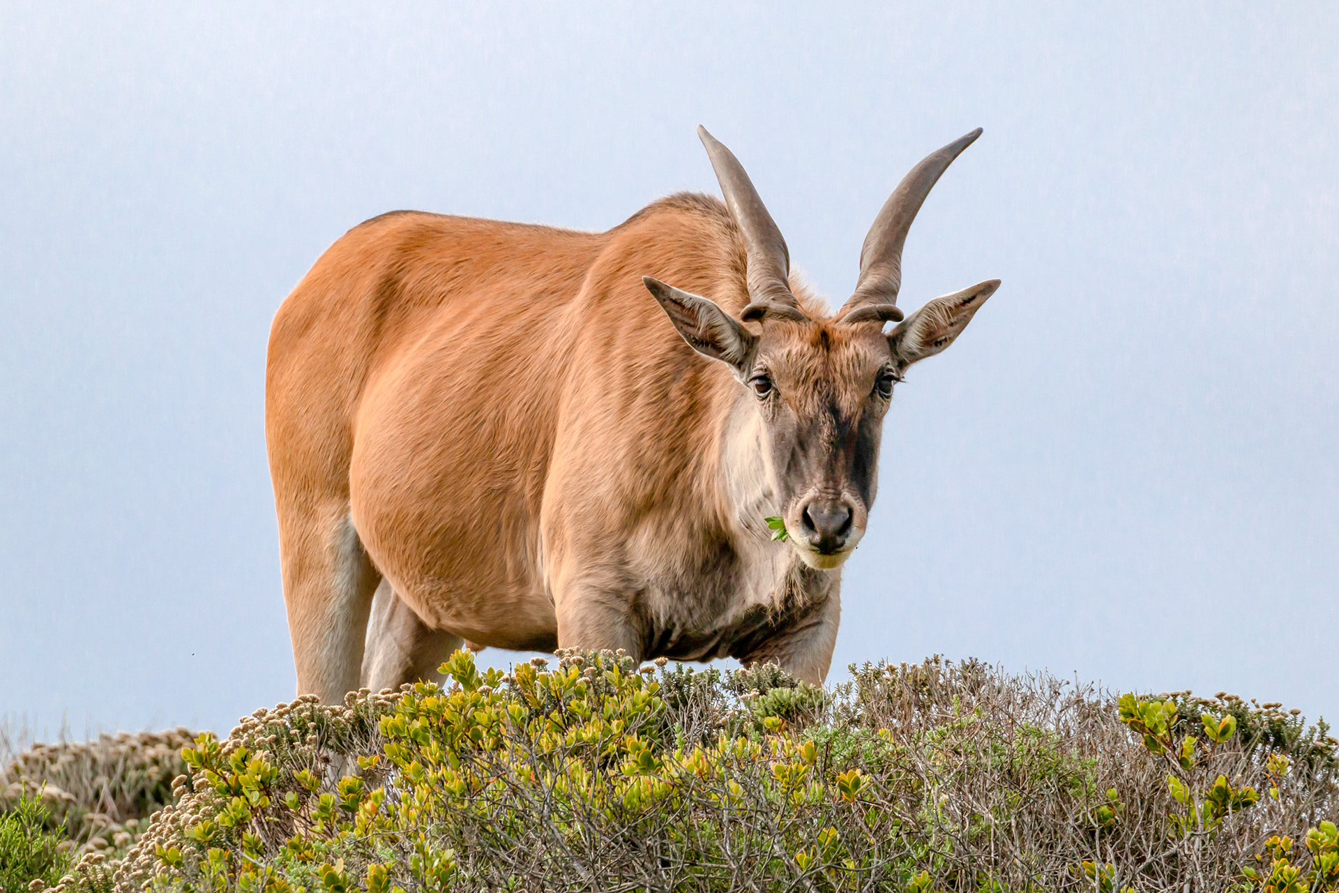 Eland