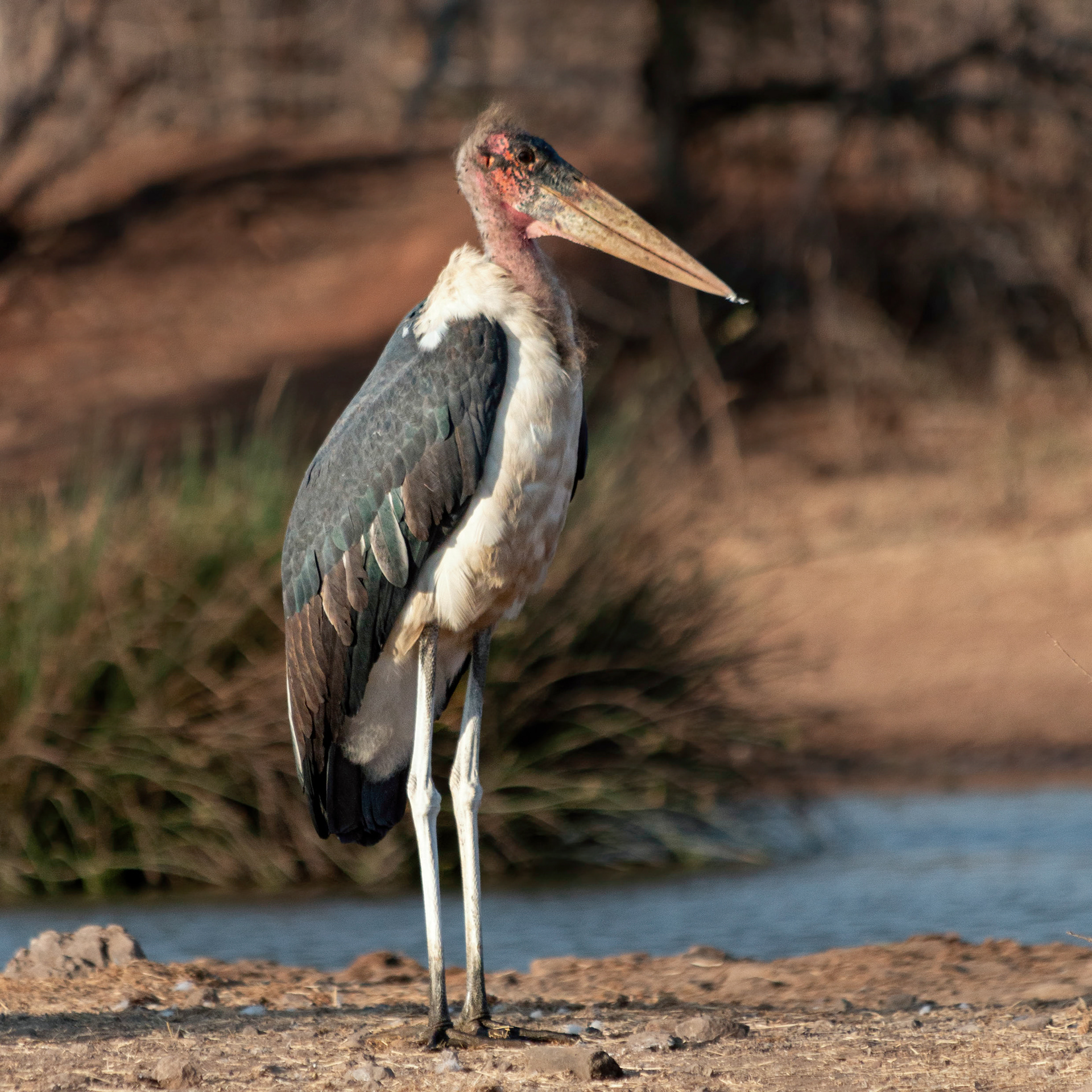 Marabou