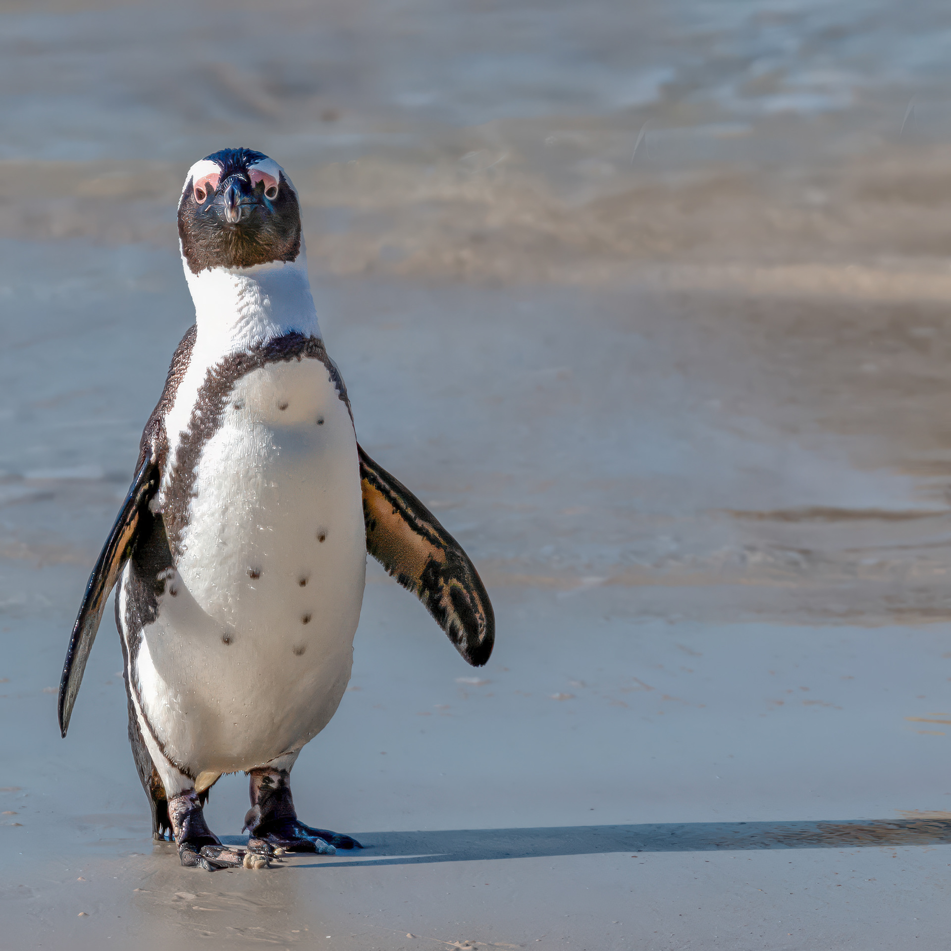 African Penguin 