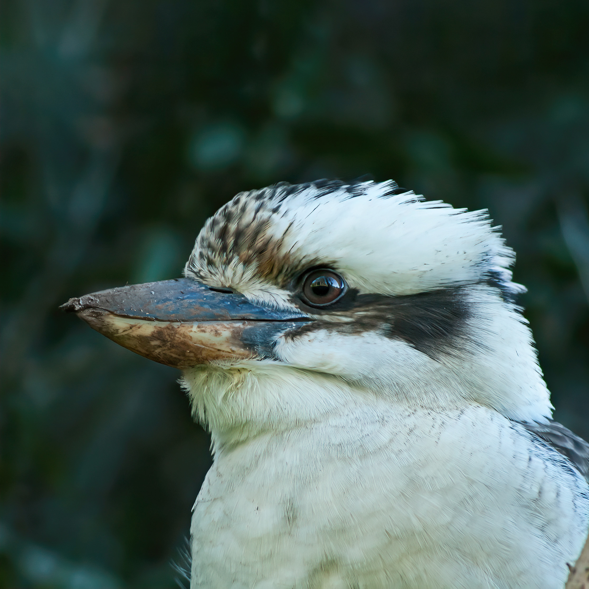 Laughing Kookaburra