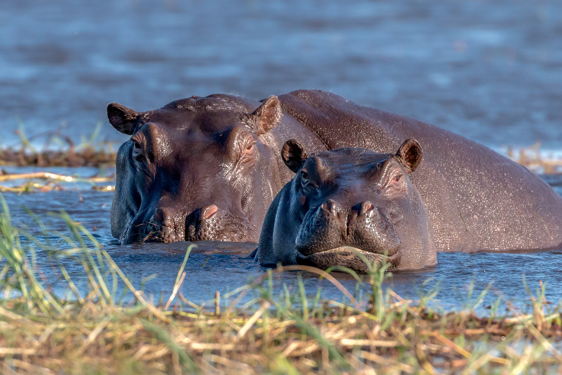 Hippopotamus 