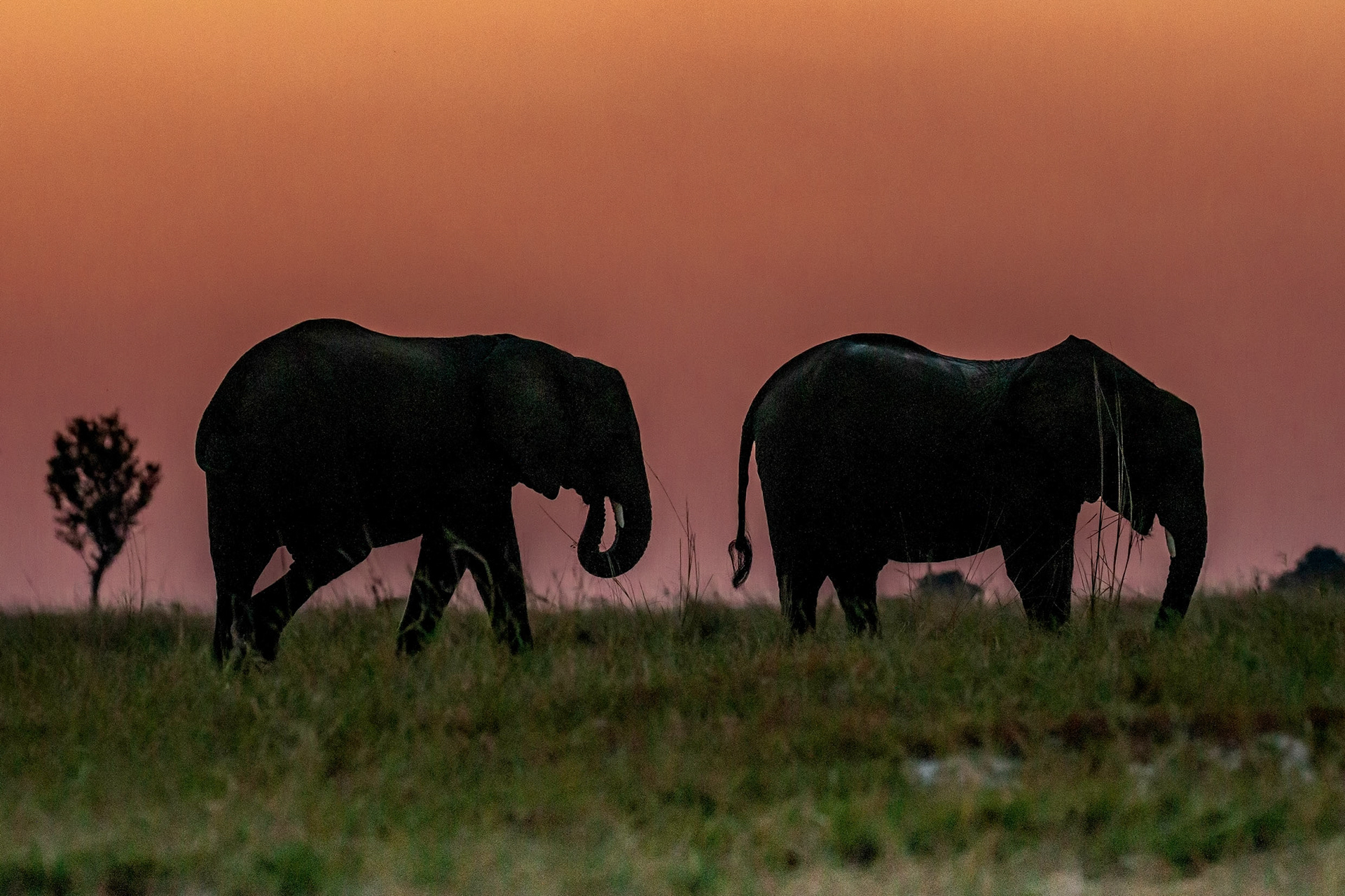Sunset on the Chobe River