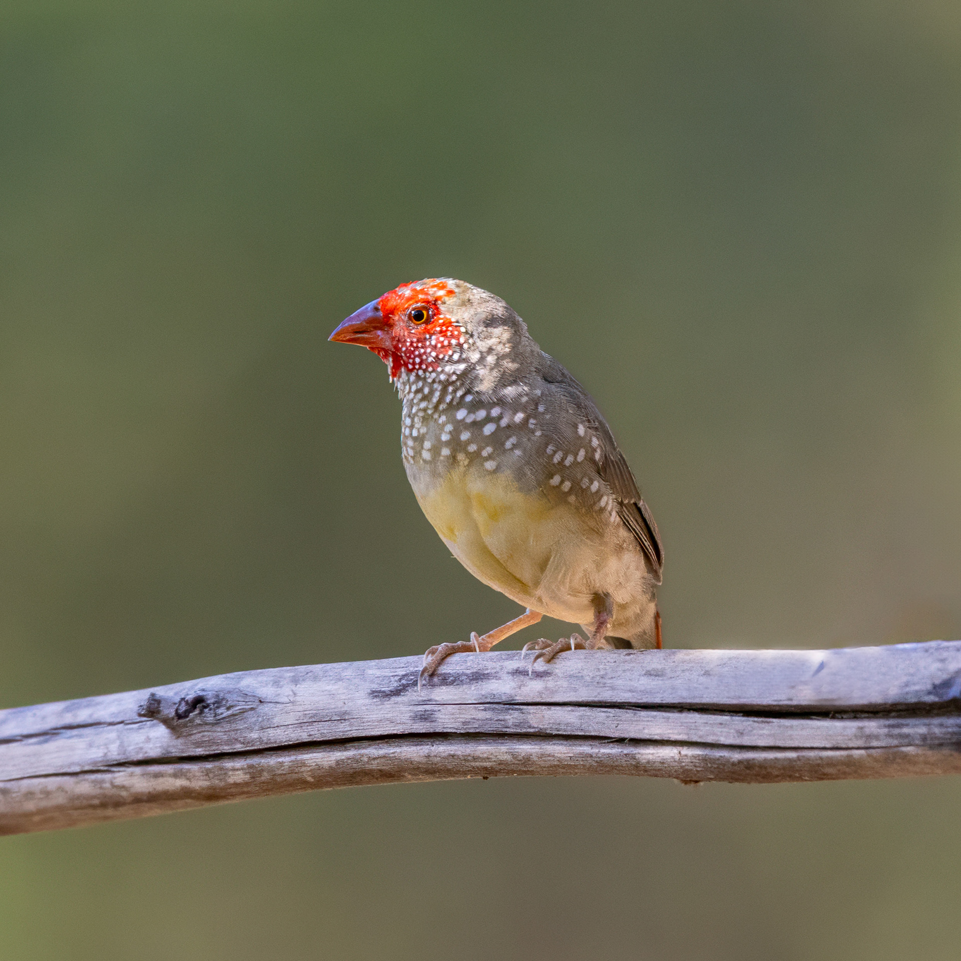 Star Finch