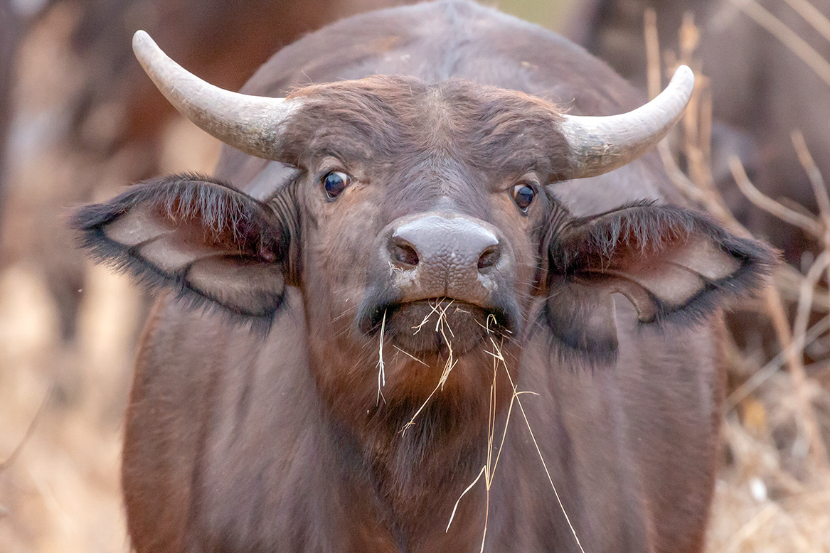 Cape Buffalo