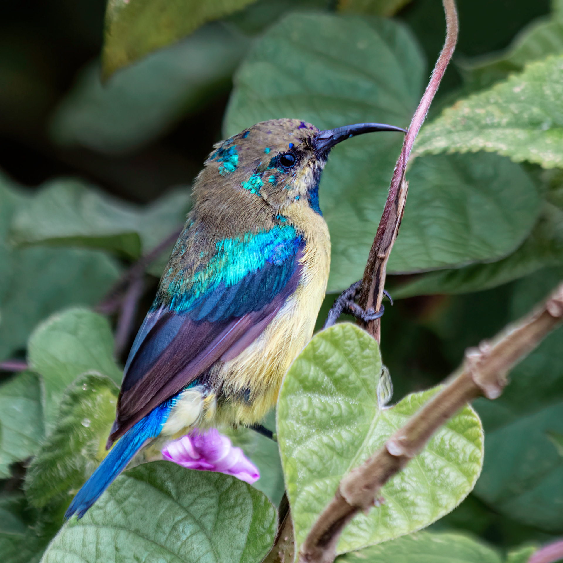 Regal Sunbird 