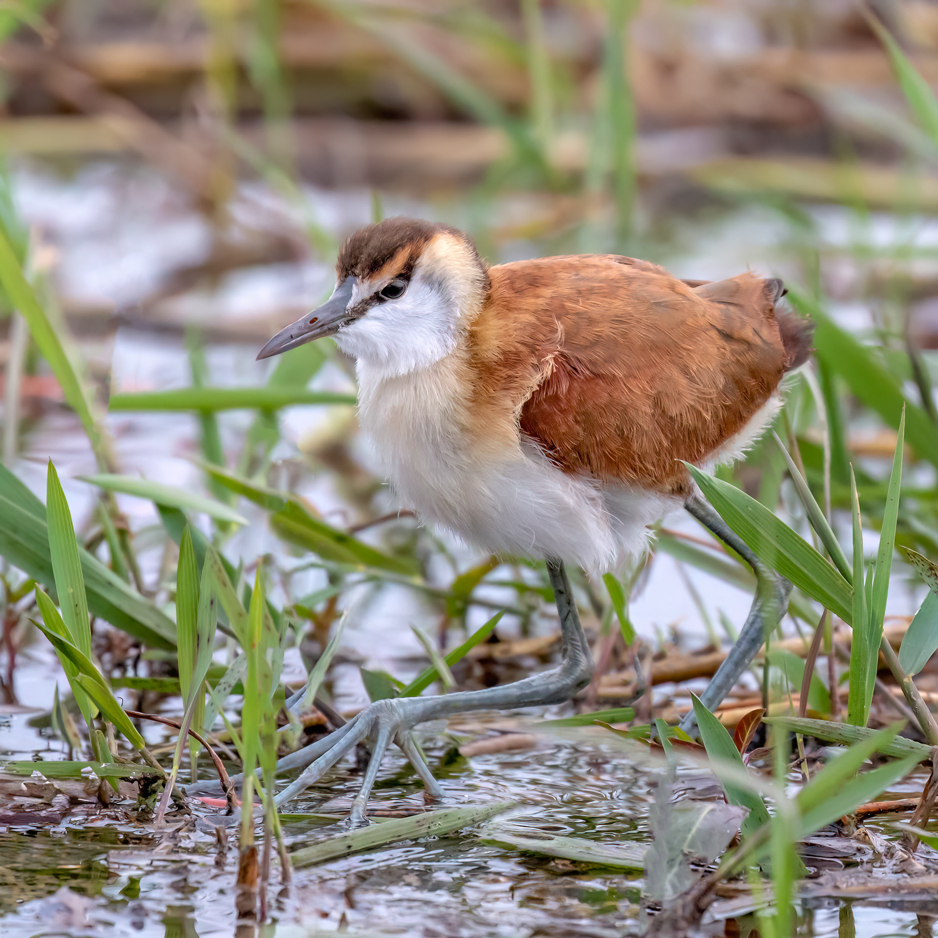 African Jacana - Juvenile