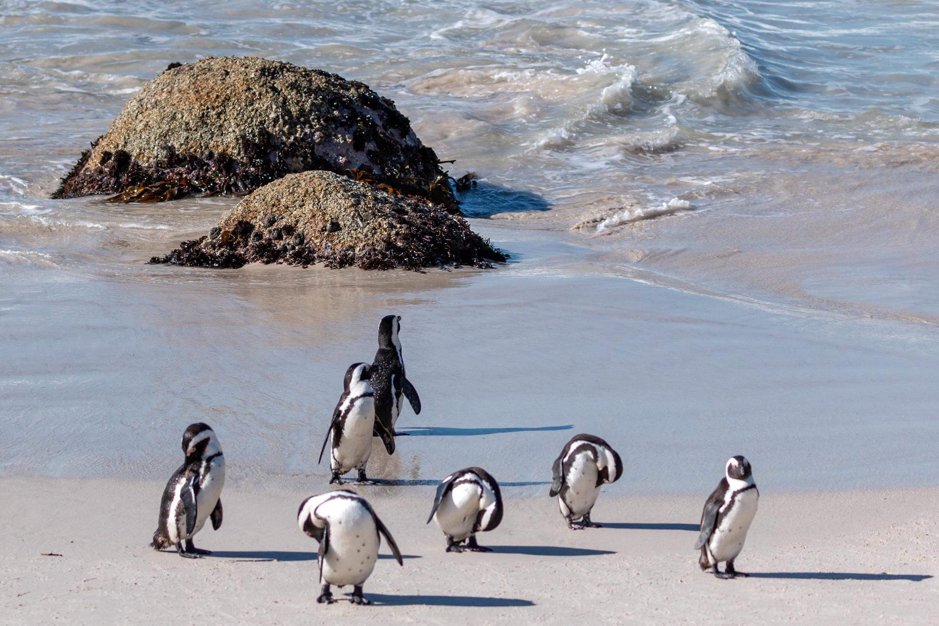 African Penguin