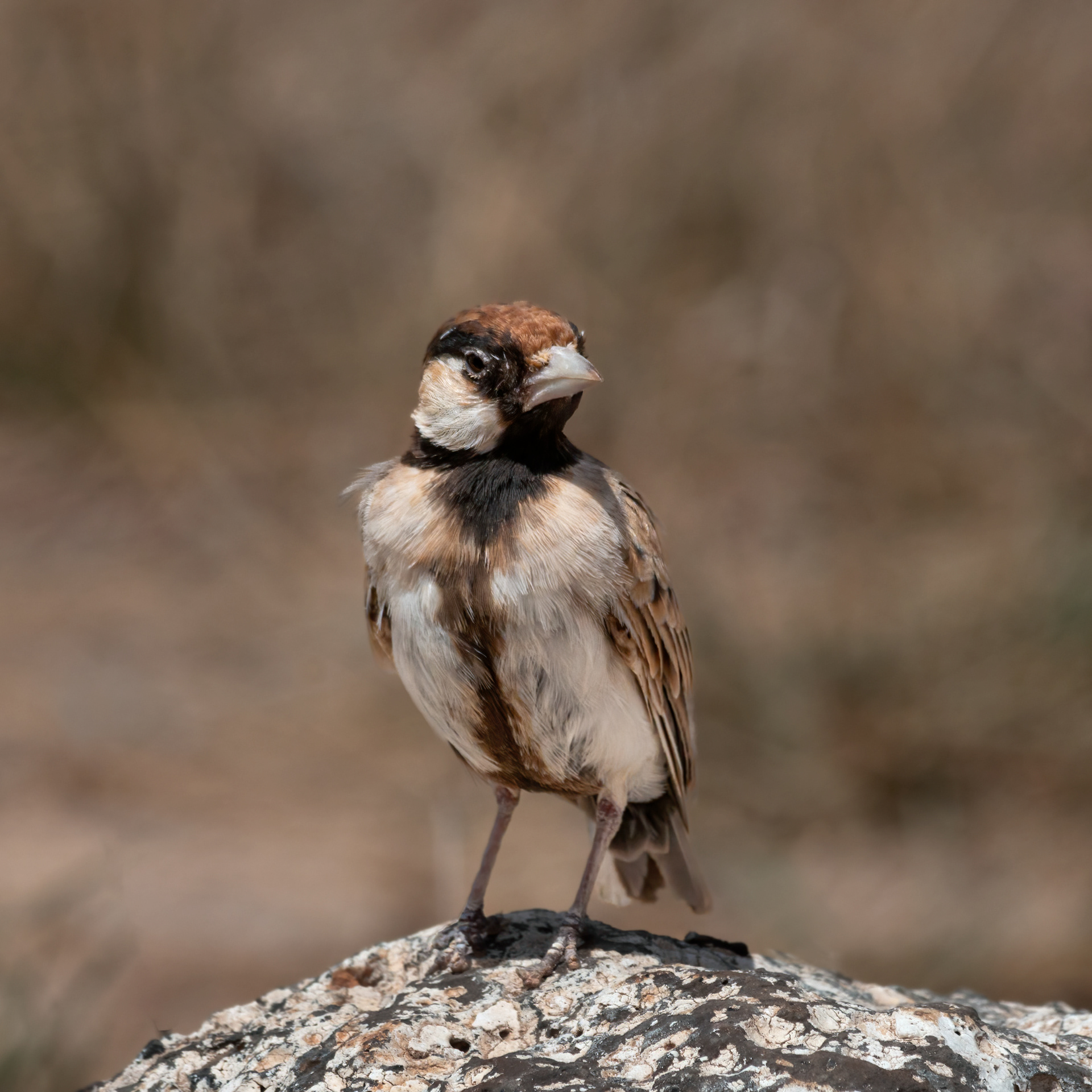 Fischer's Sparrow-lark 