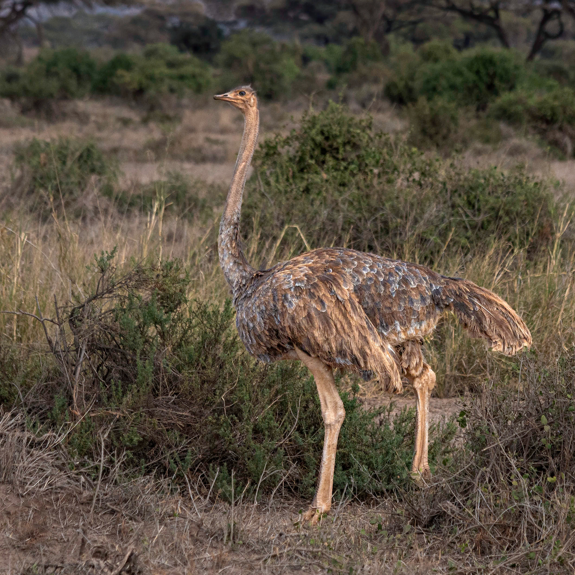 Ostrich - female