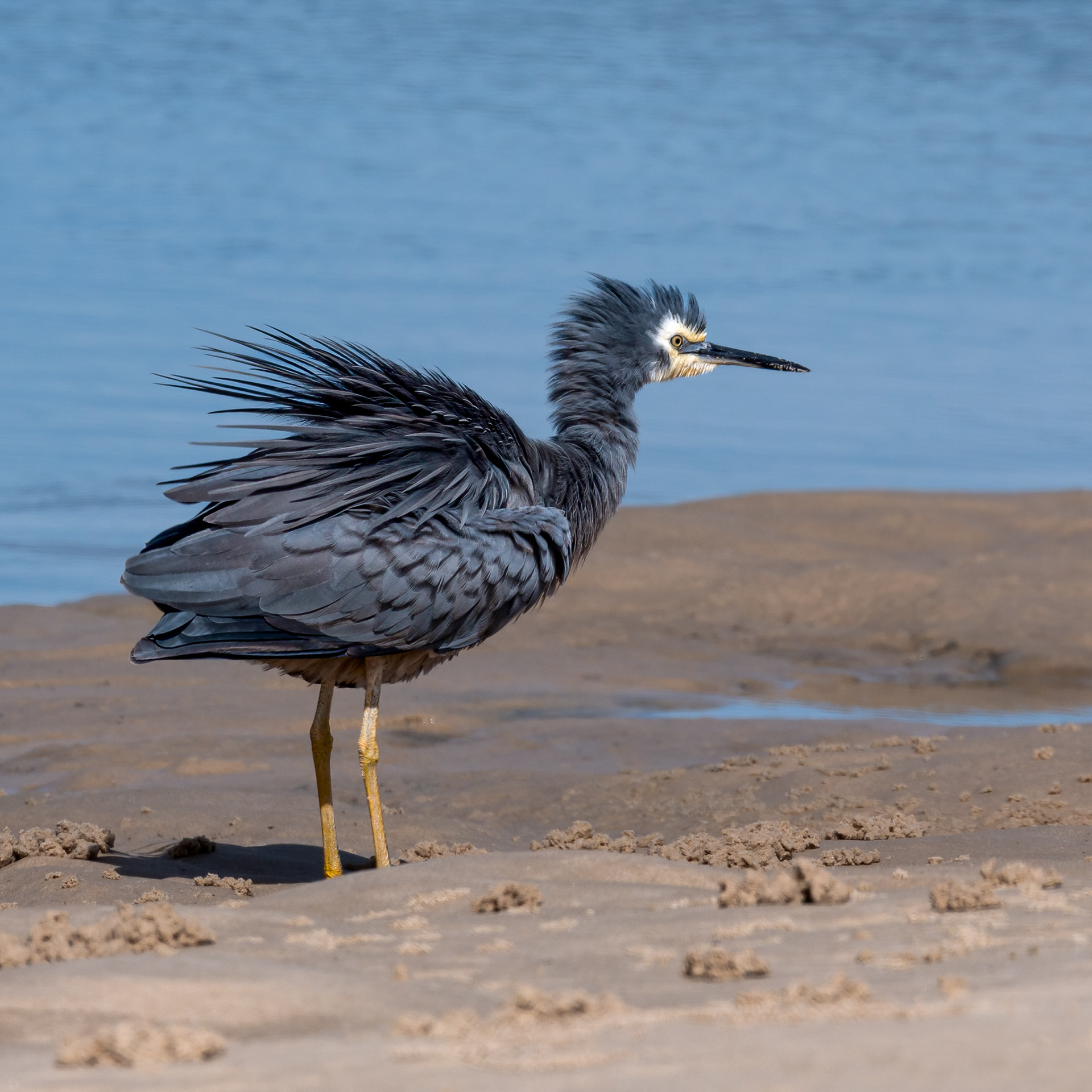 White-faced Heron