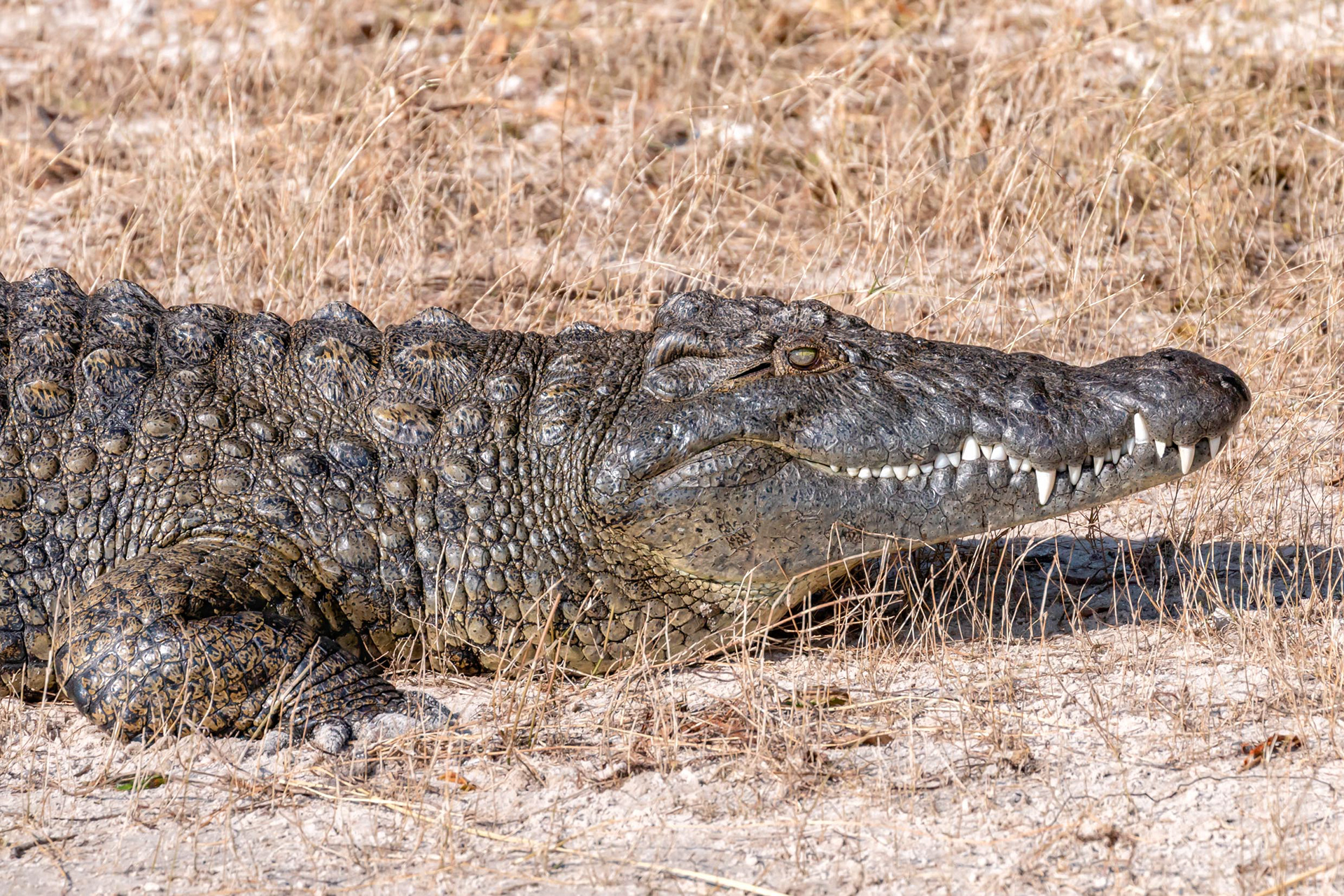 Nile Crocodile 