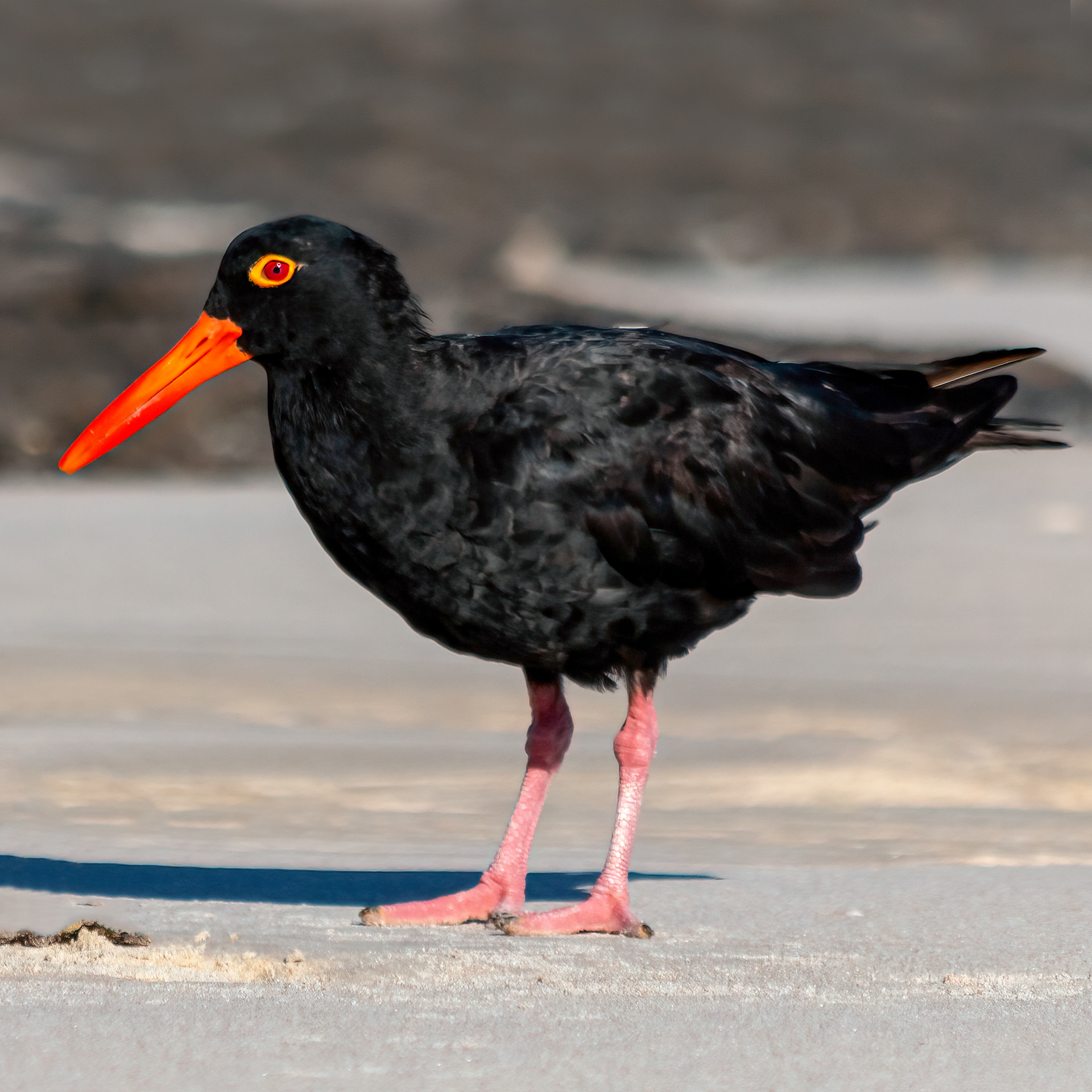Sooty Oystercatcher