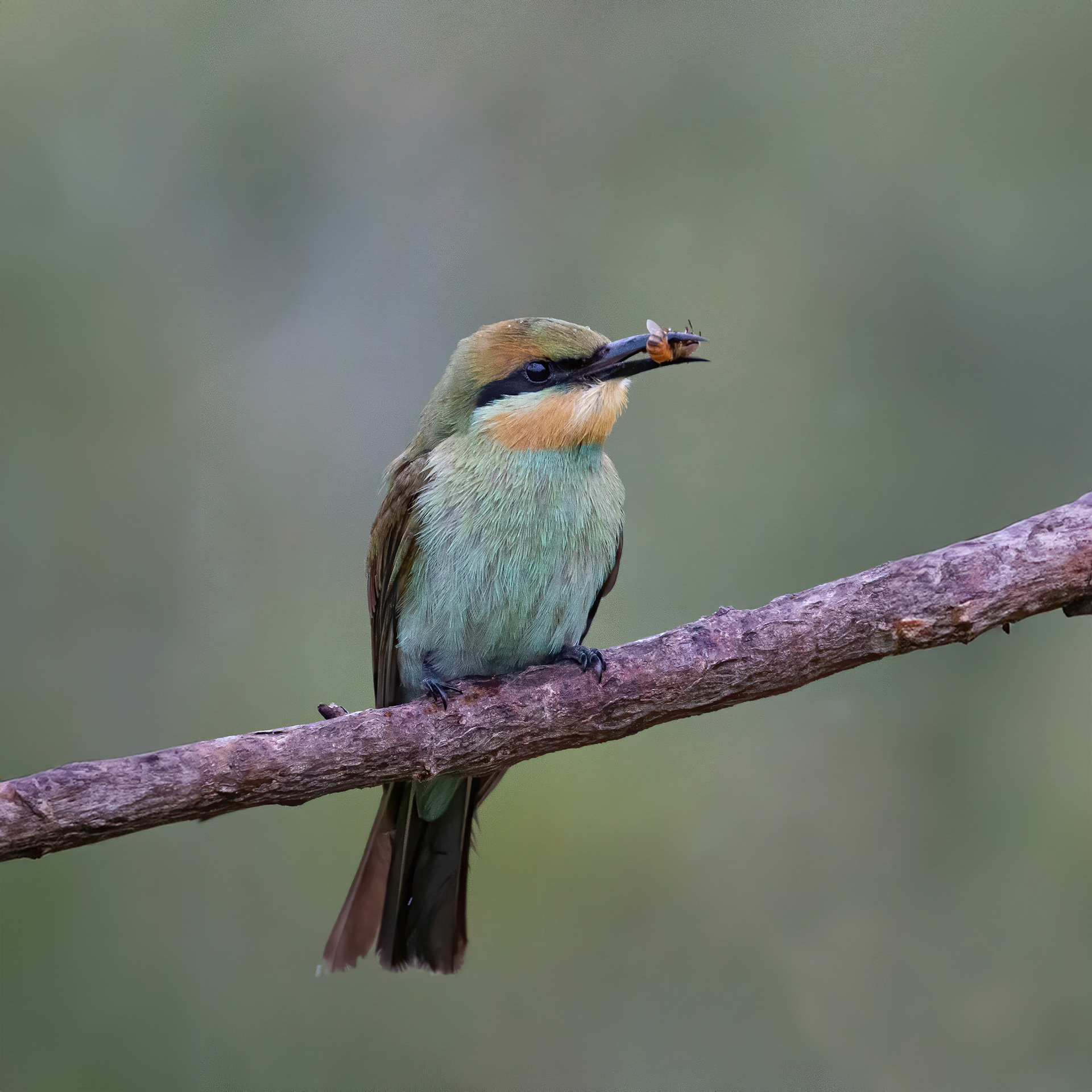 Rainbow Bee-eater