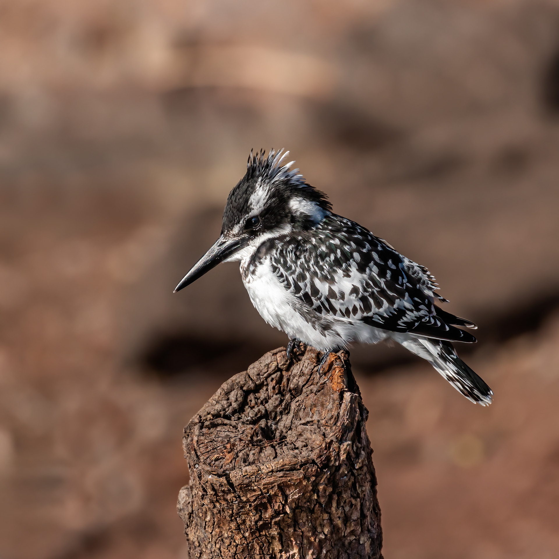 Pied Kingfisher