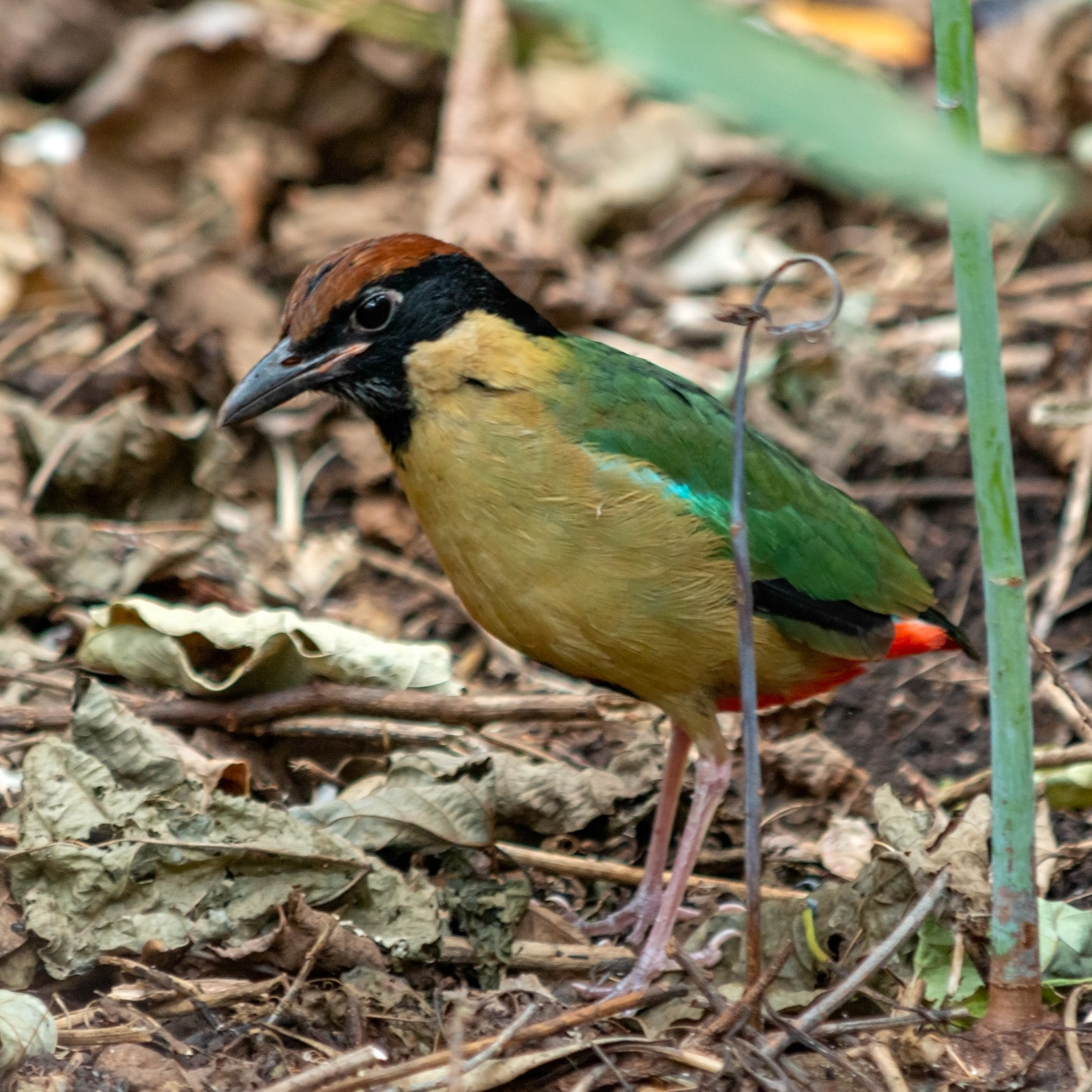 Noisy Pitta
